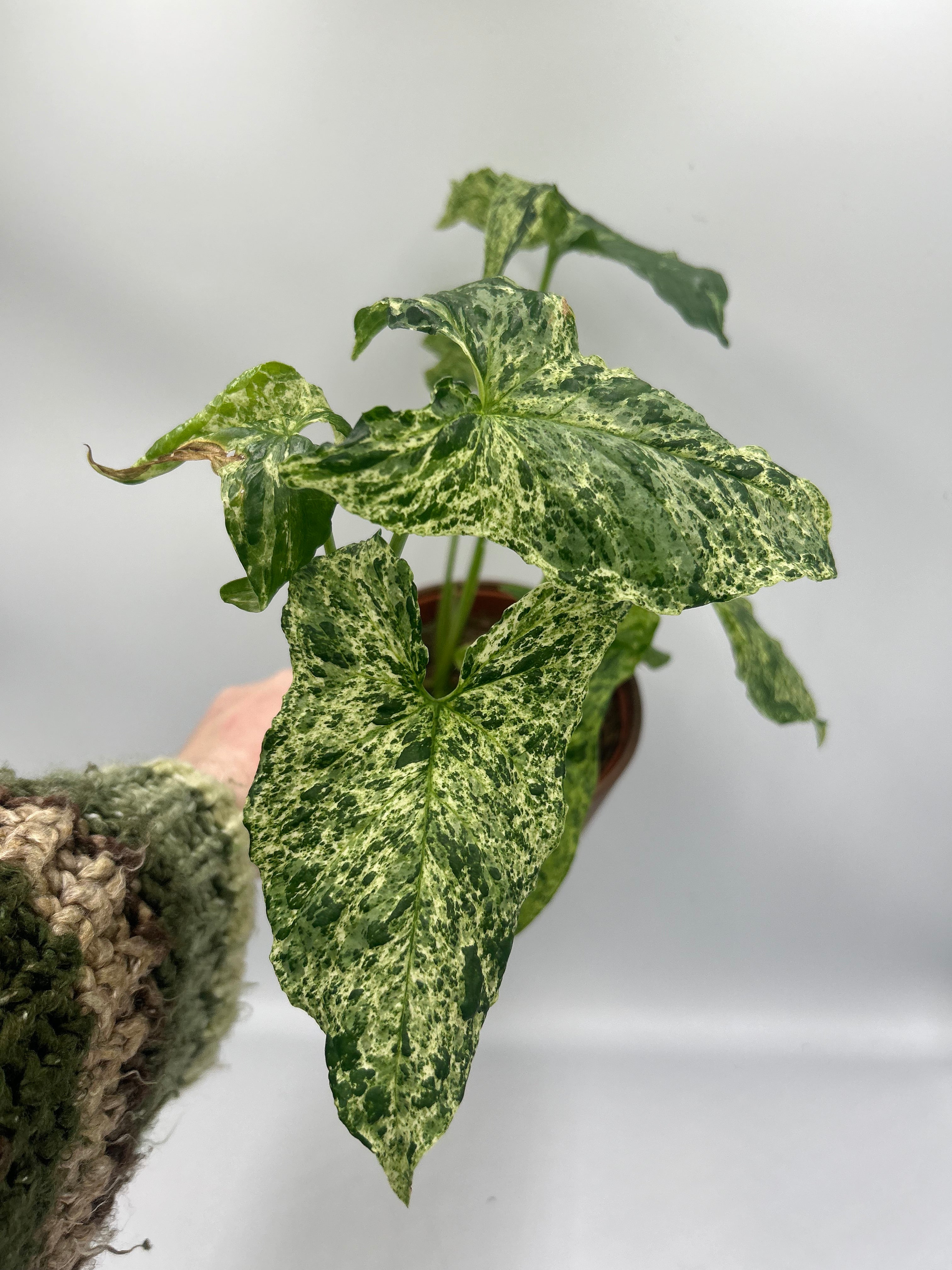 Syngonium Mottled