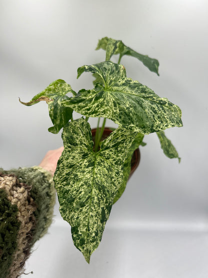 Syngonium Mottled