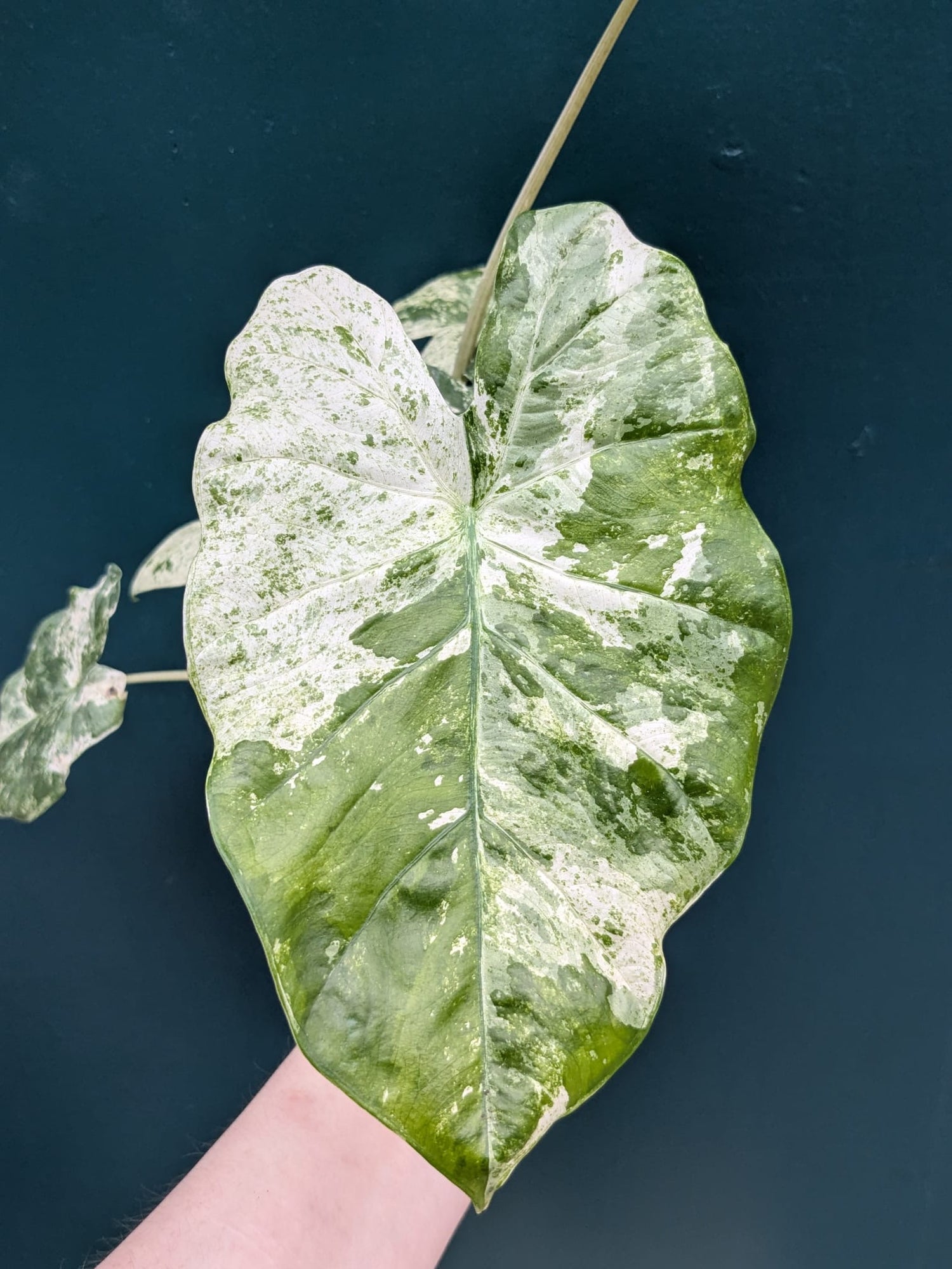 Alocasia Macrorrhiza Splash