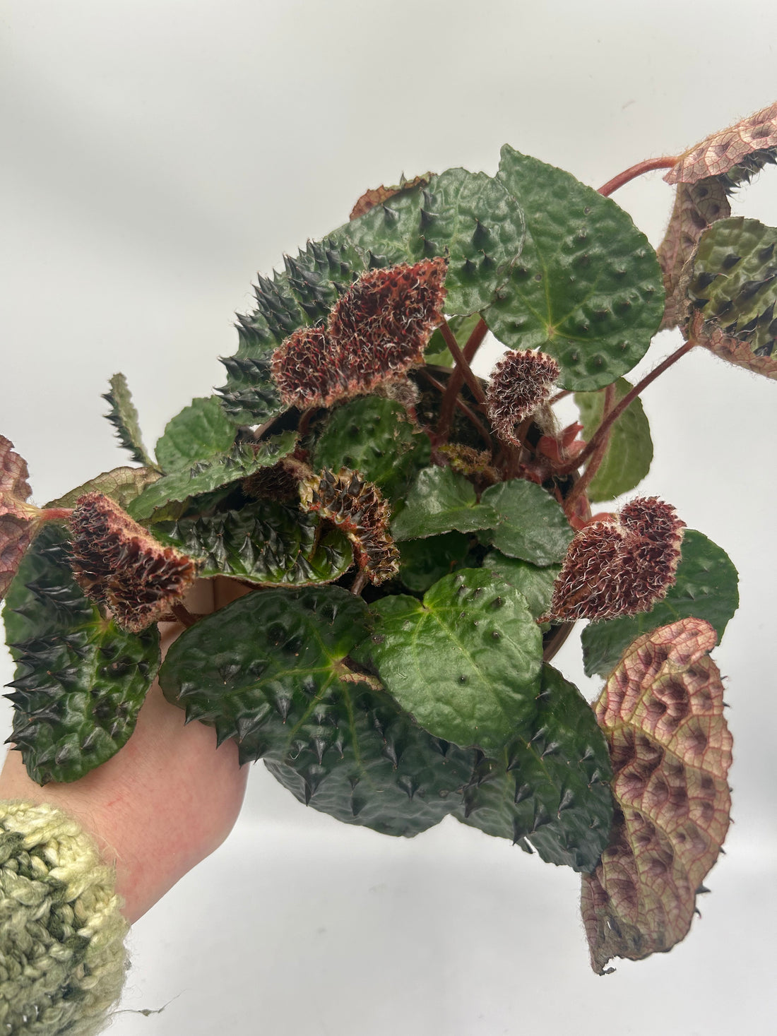 Begonia Ferox
