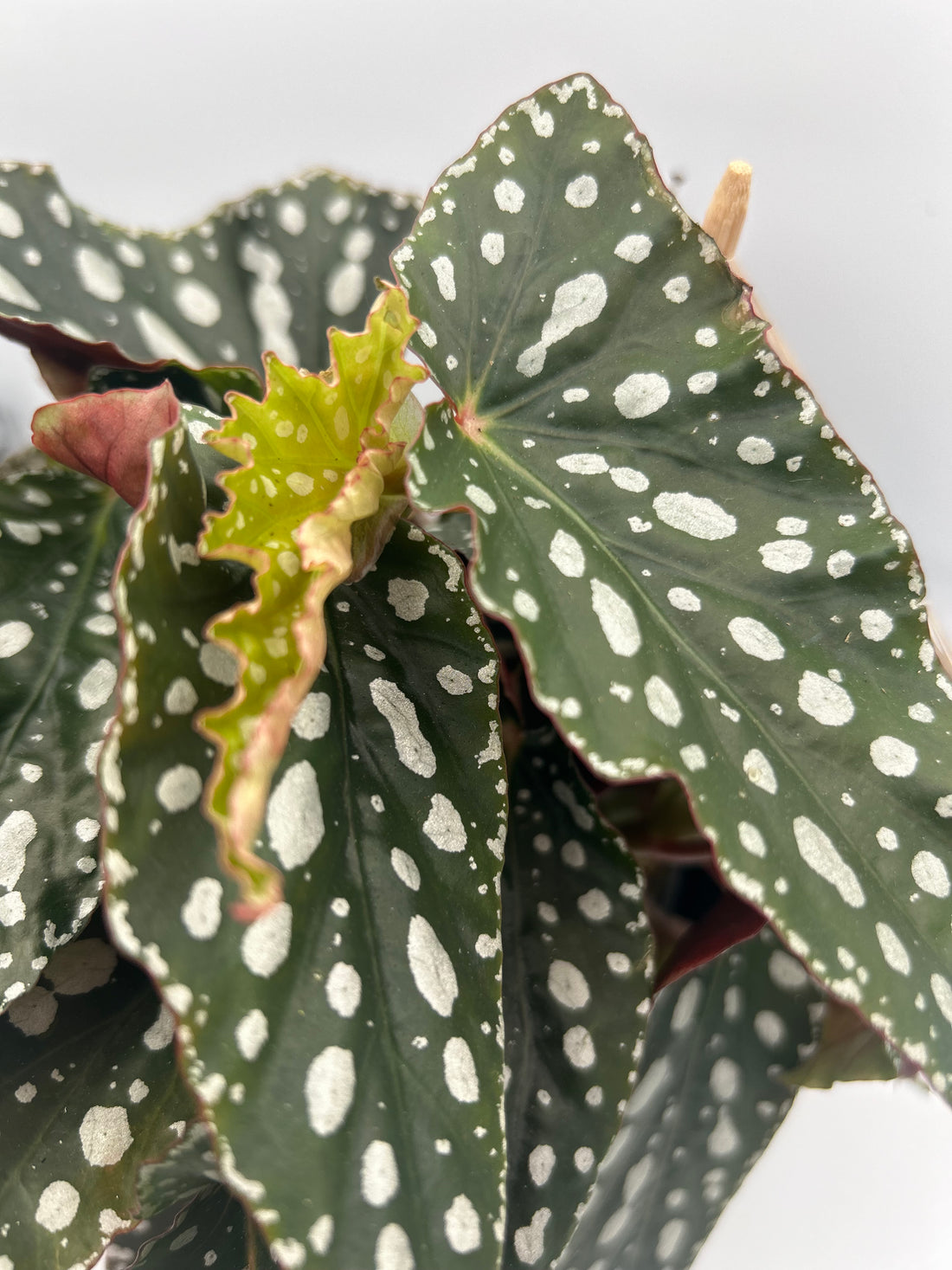 Begonia Maculata Spotlight Green
