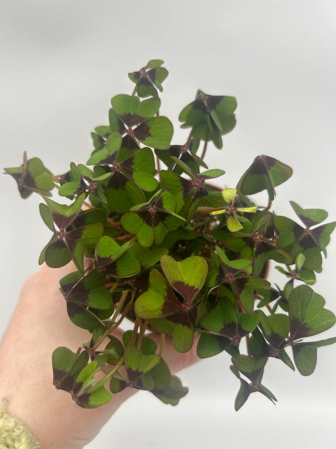 Oxalis Deppei
