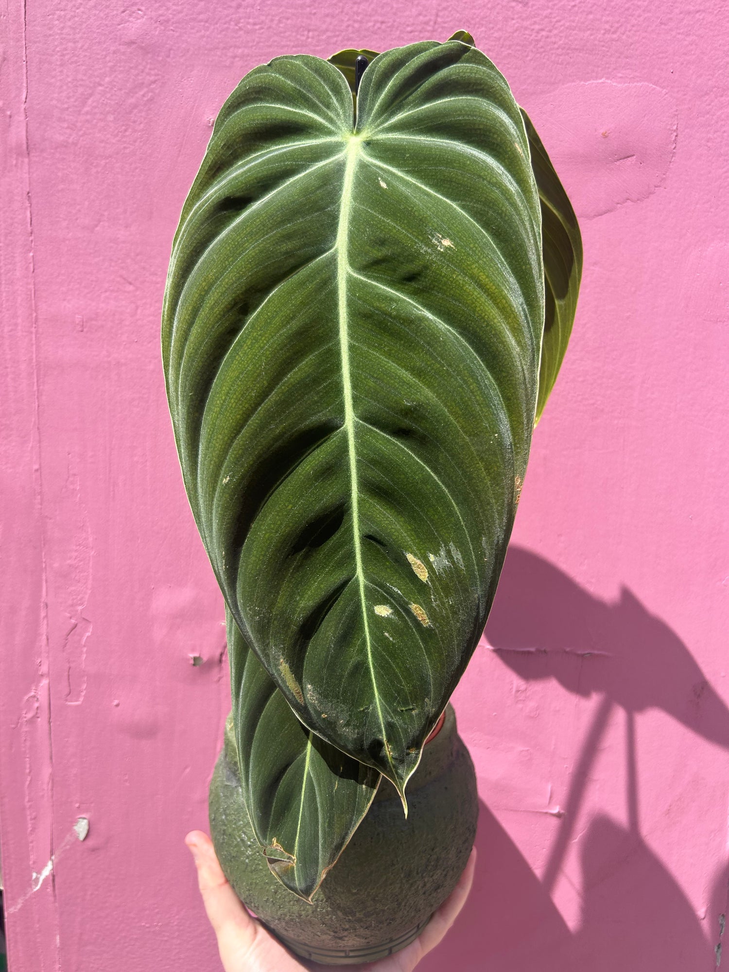 is philodendron melanochrysum rare Philodendron Melanochrysum