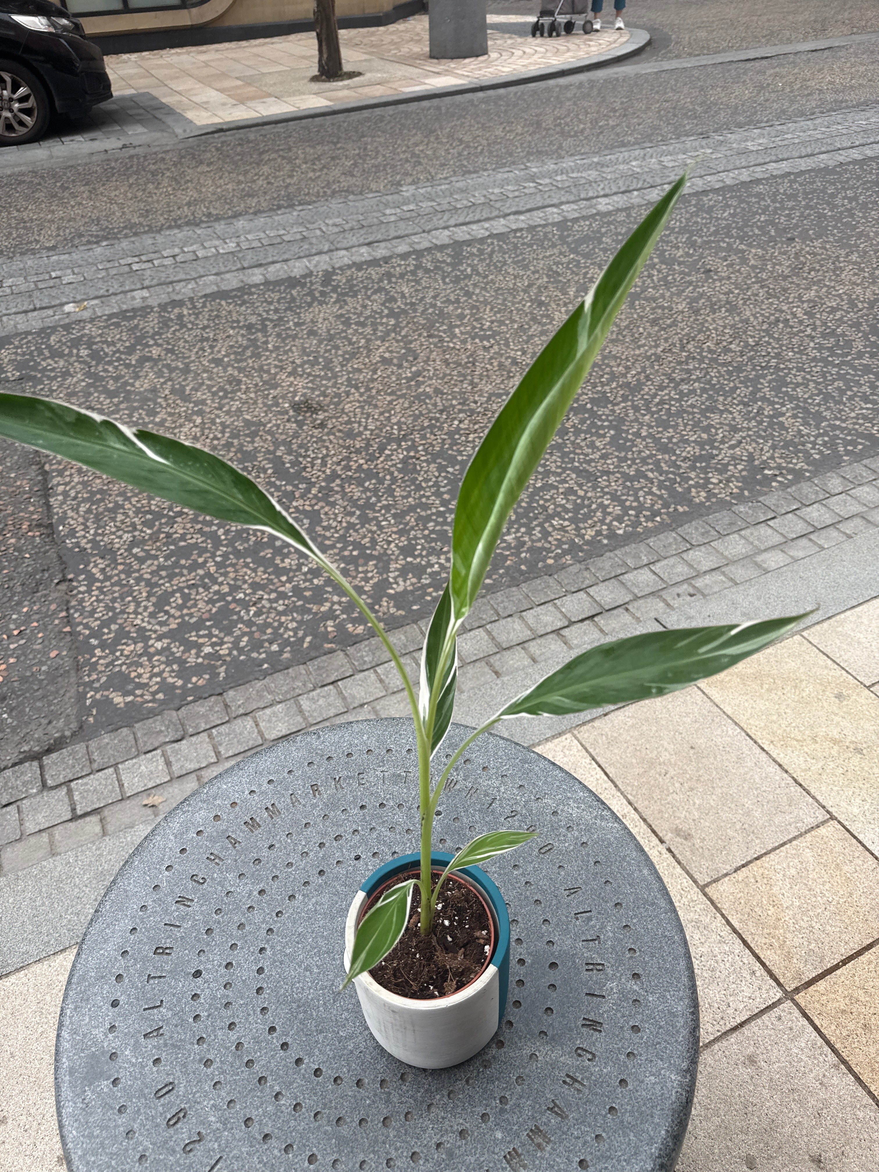 Musa Florida Variegata