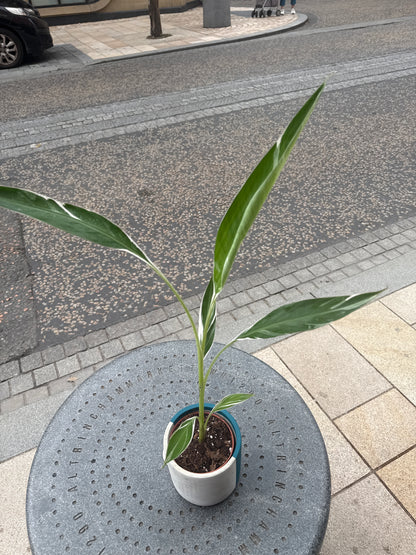 Musa Florida Variegata
