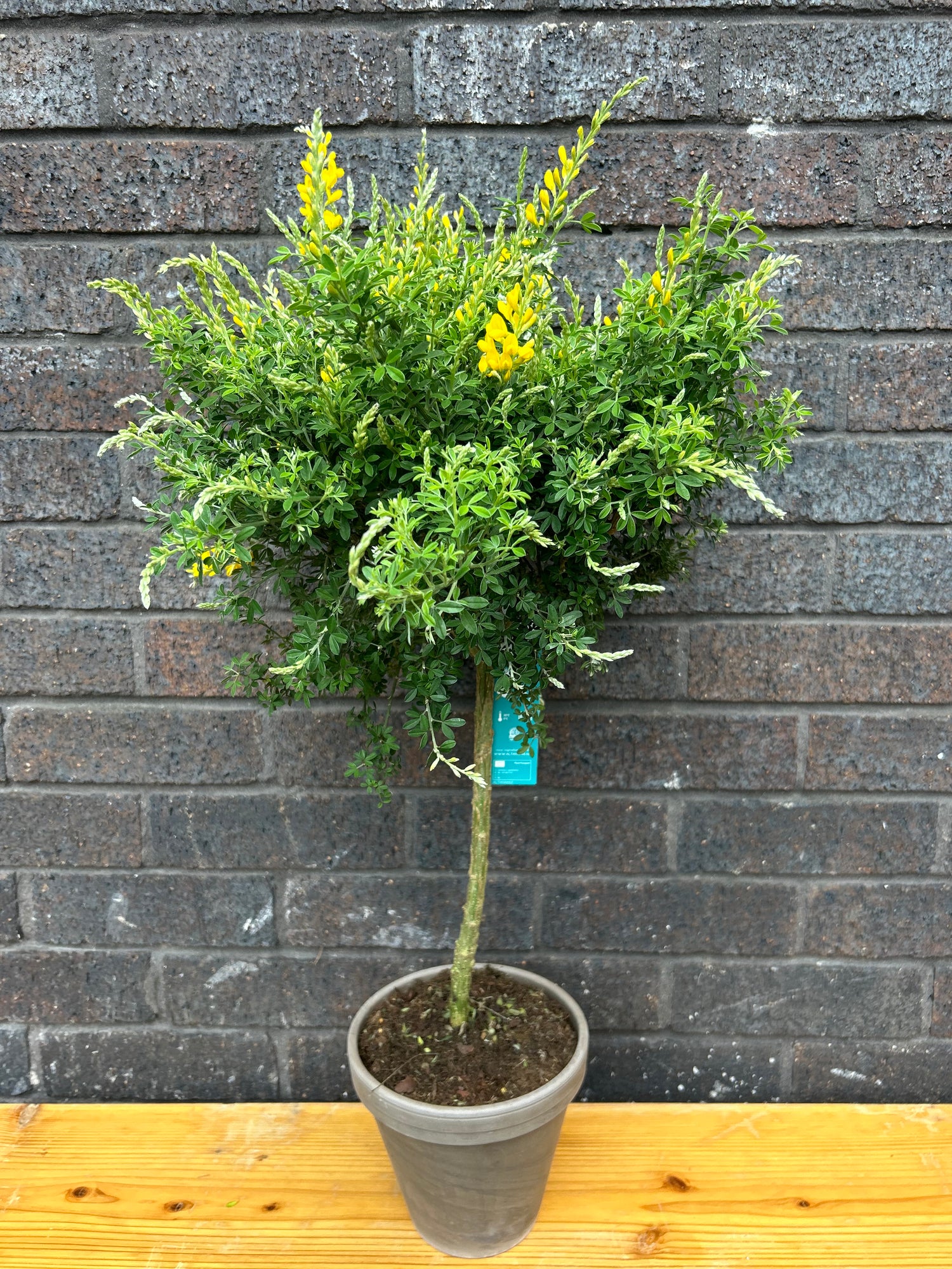 Genista Ball on Stem (Includes Terracotta Pot)