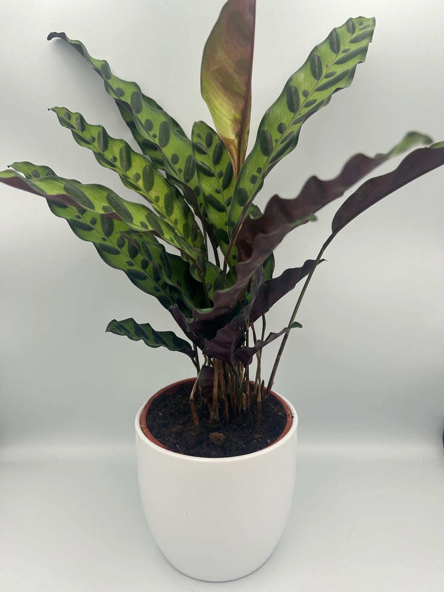 Calathea lancifolia insigne