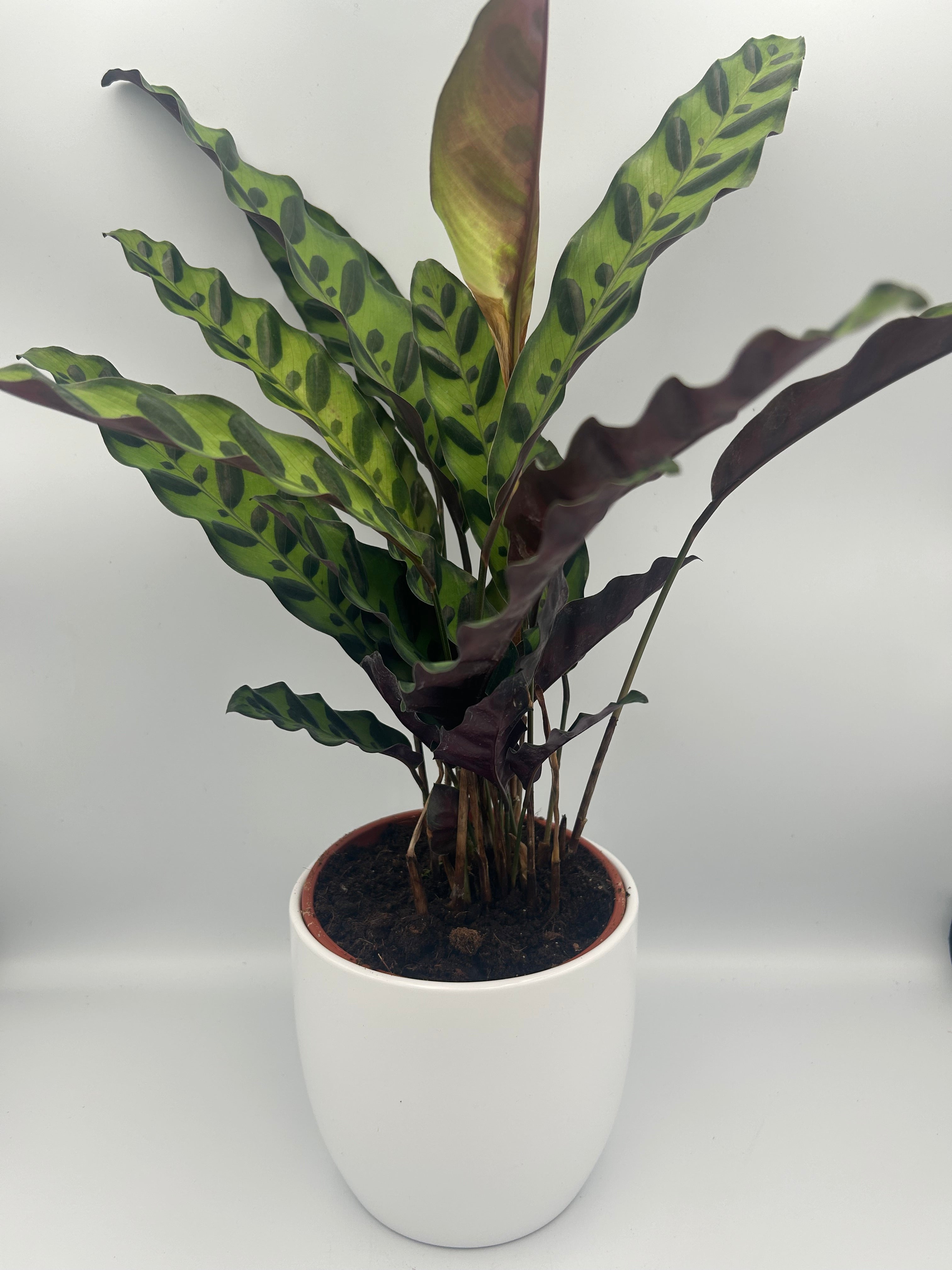 Calathea lancifolia insigne