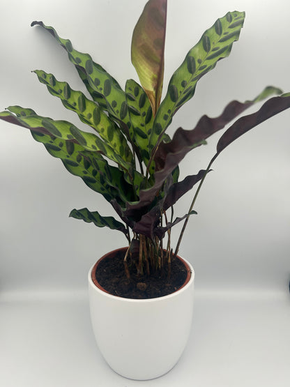 Calathea lancifolia insigne