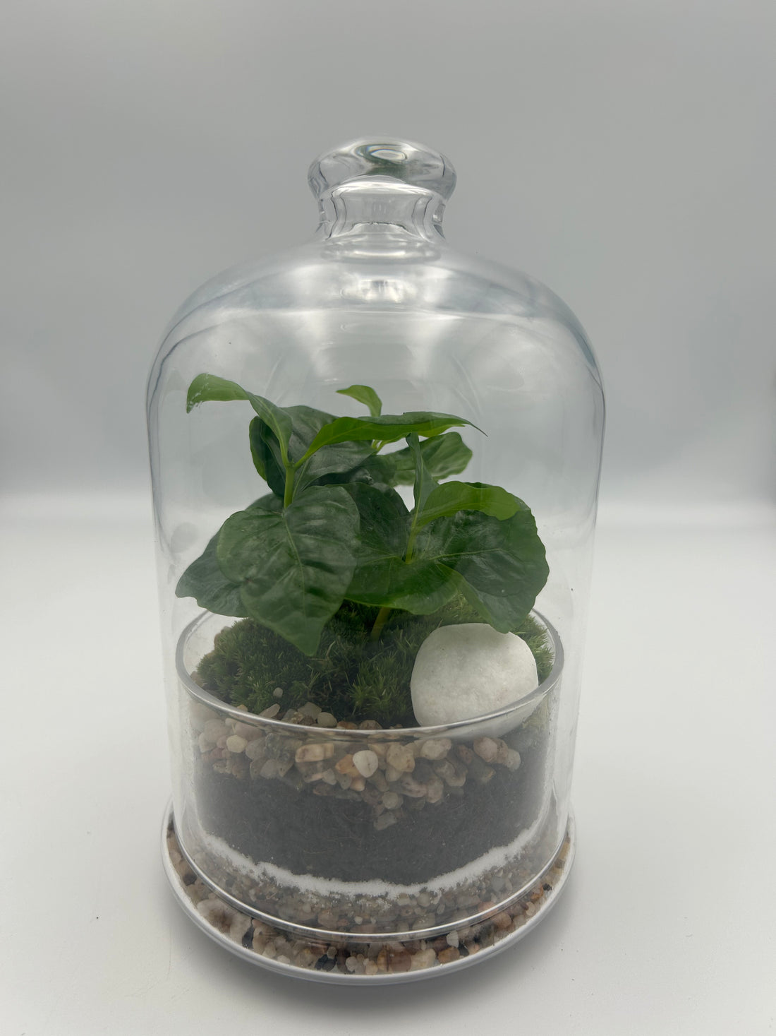 Coffee Plant Dome Terrarium