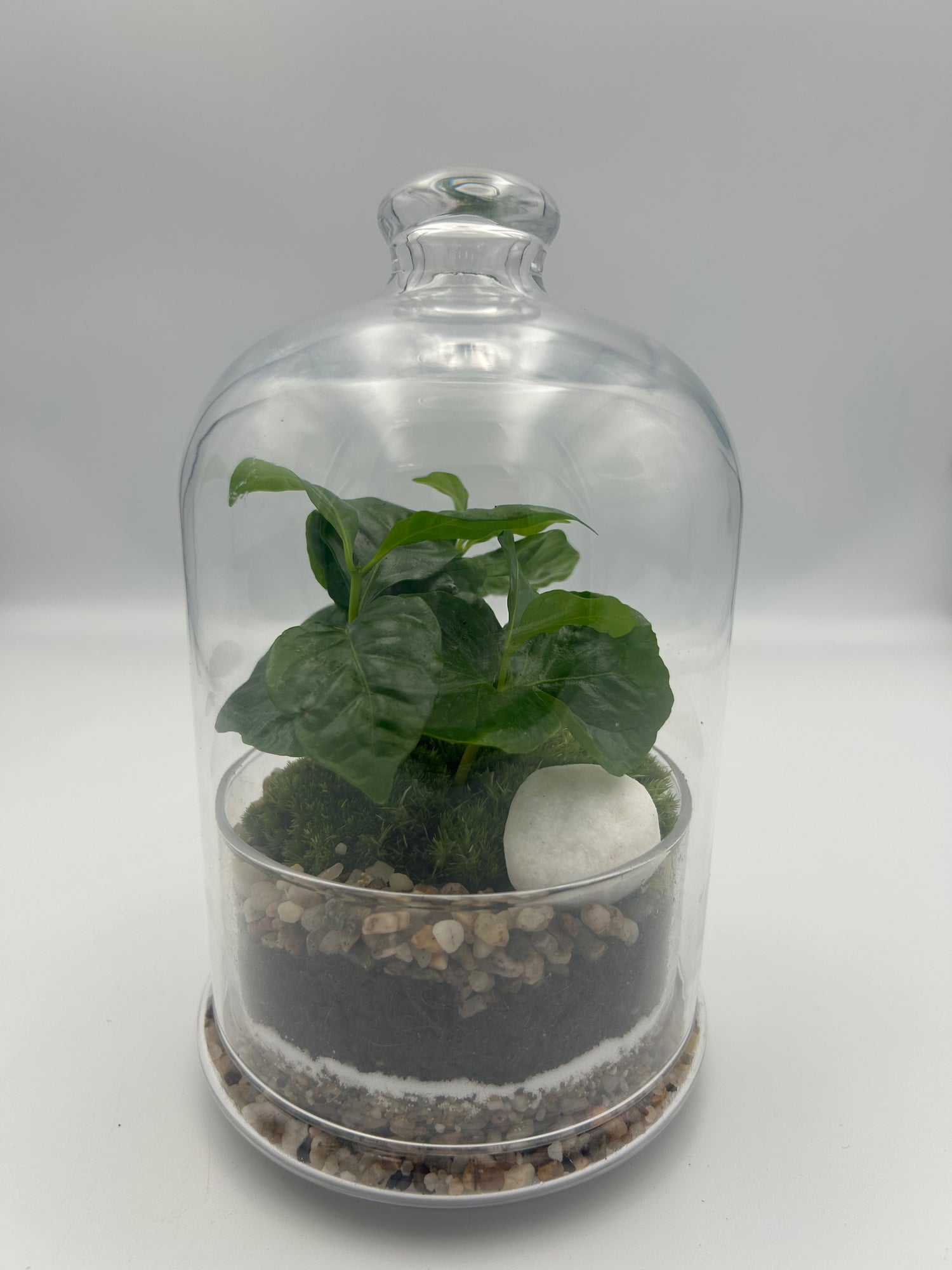 Coffee Plant Dome Terrarium