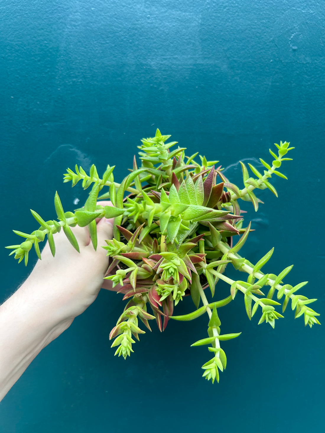 Crassula Capitello Red