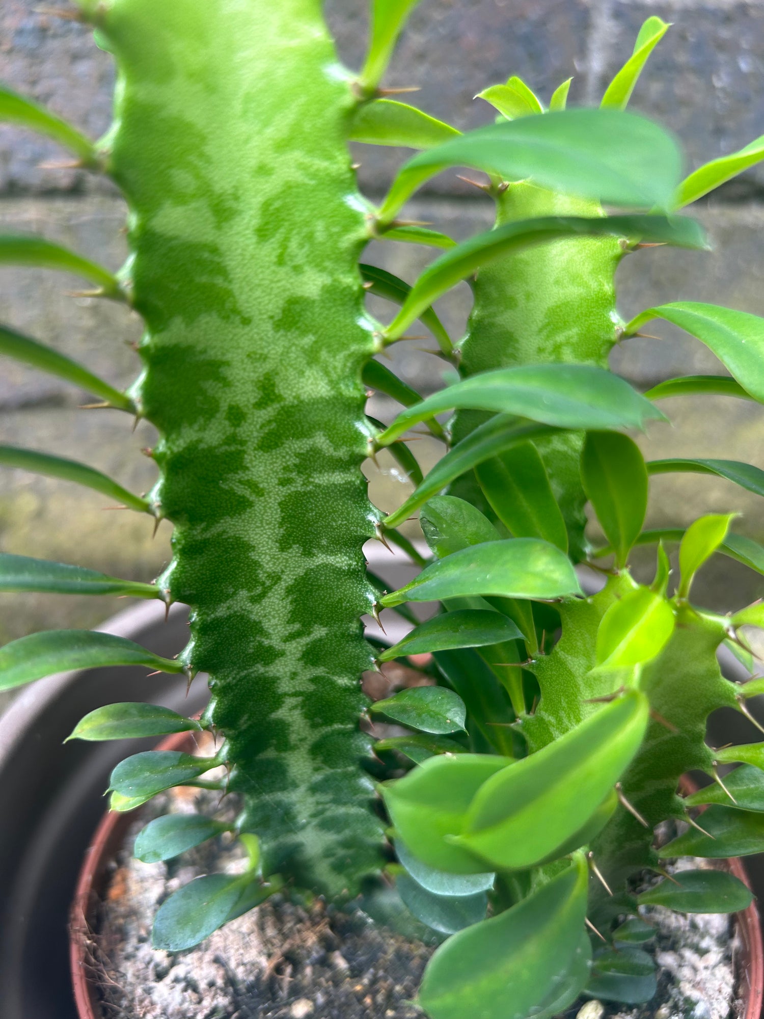 Euphorbia trigona