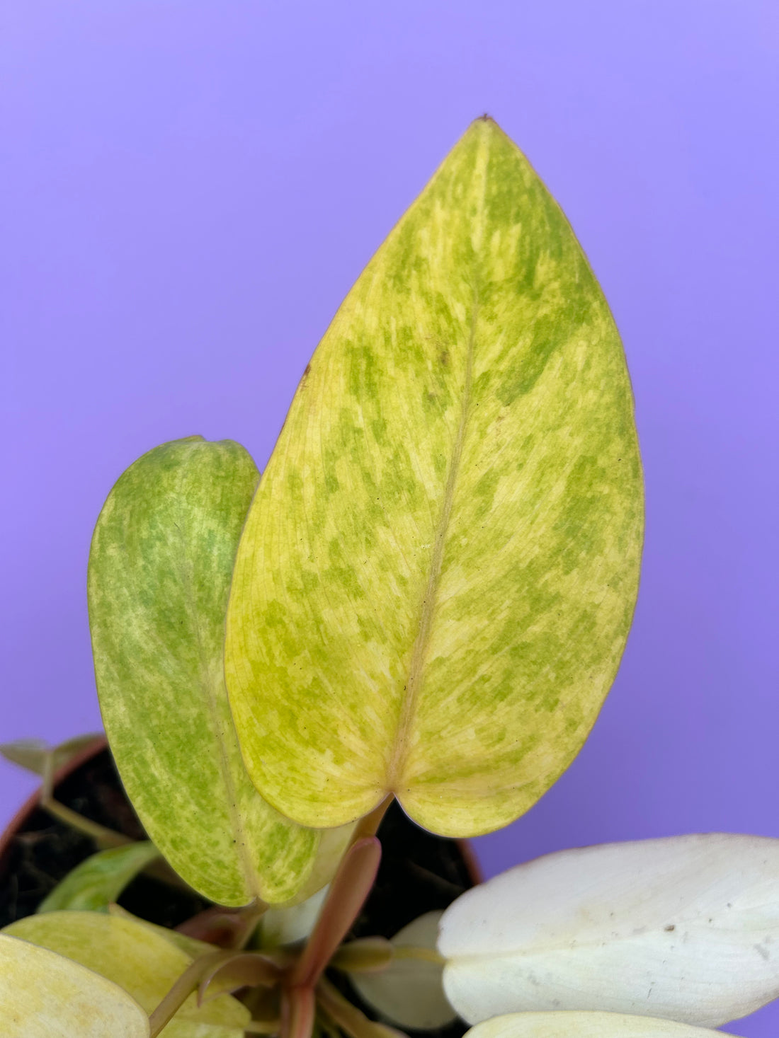 Philodendron Painted Lady