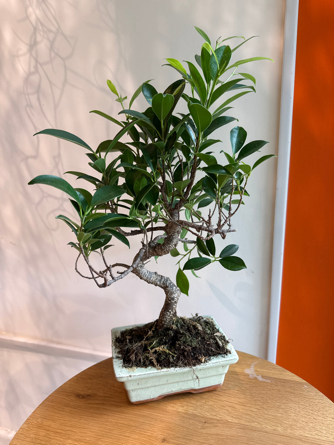 Ficus Retusa Bonsai