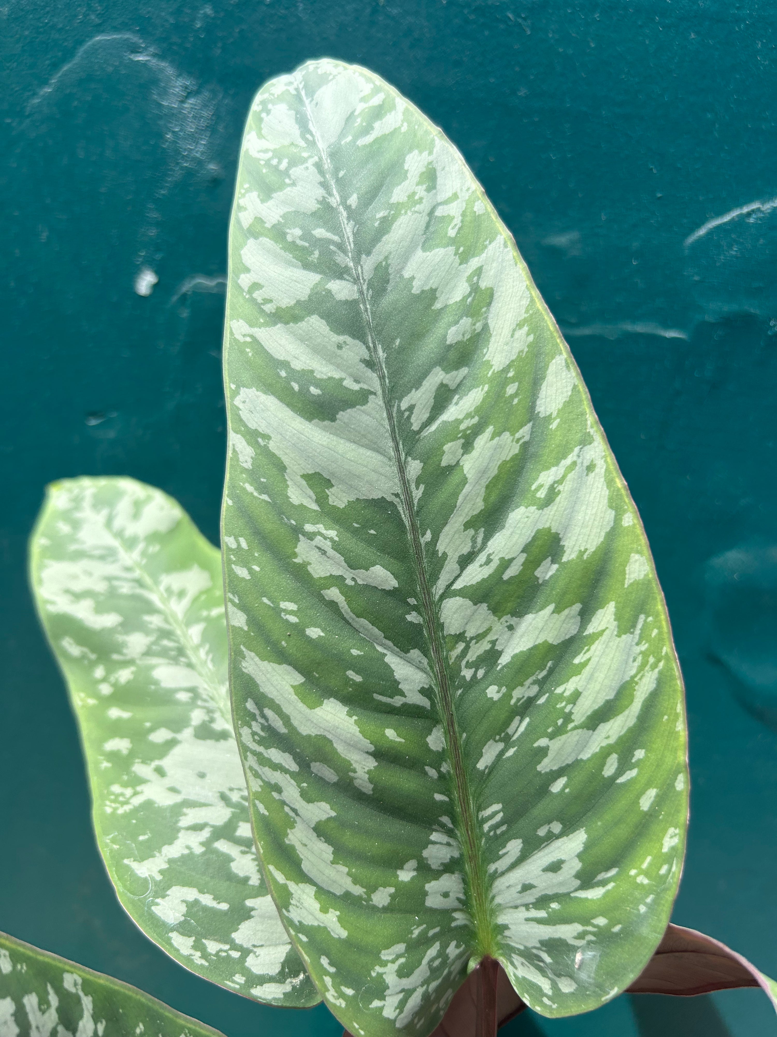 Apoballis Acuminatissima ‘Lavallaei’