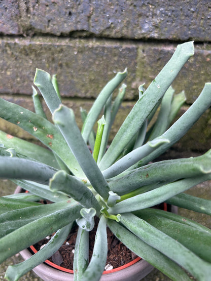 Cotyledon Elephants Trunk
