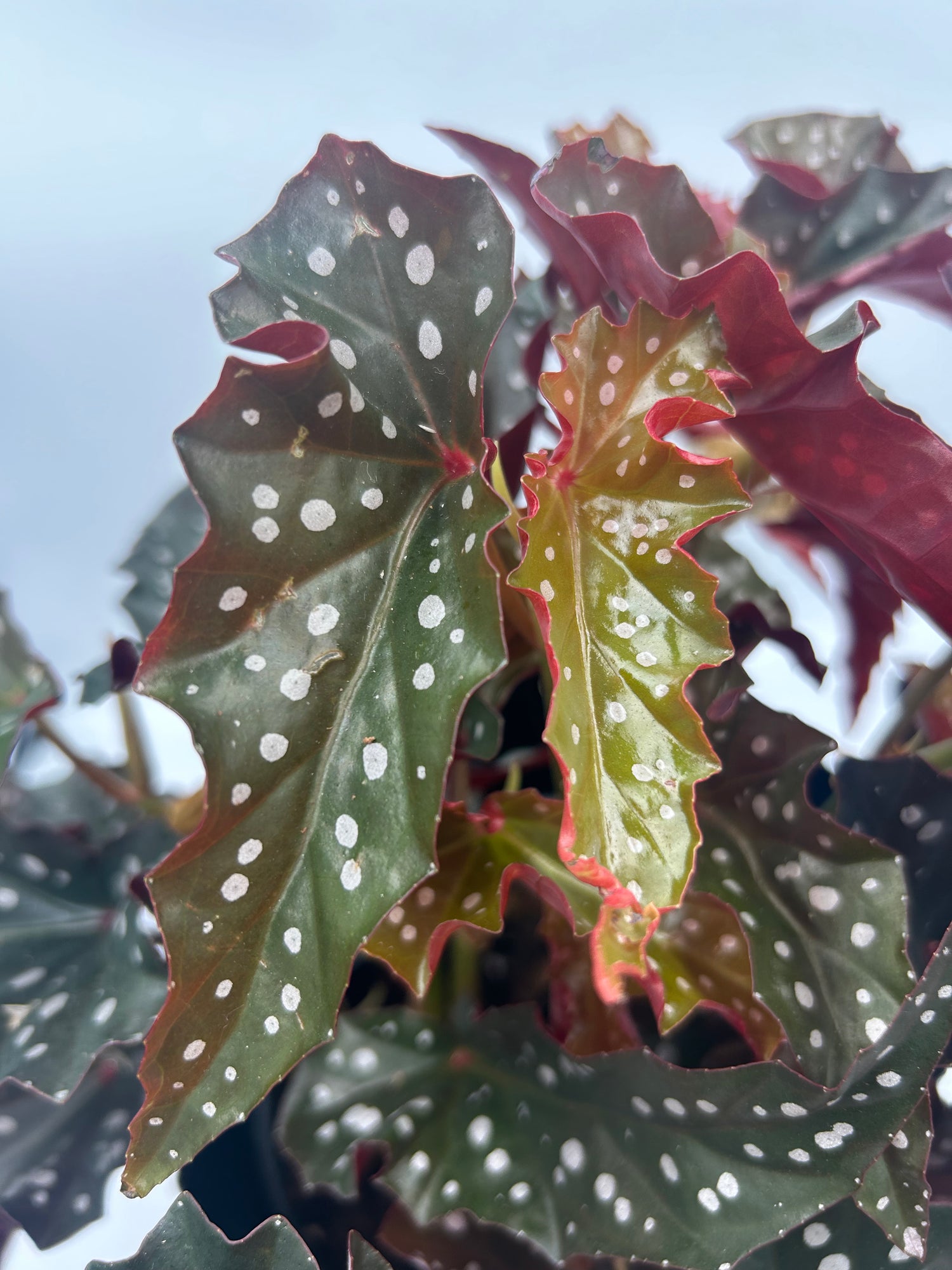 Begonia Black Forest