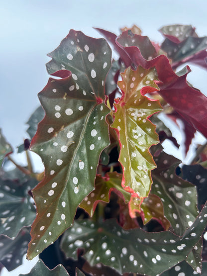 Begonia Black Forest