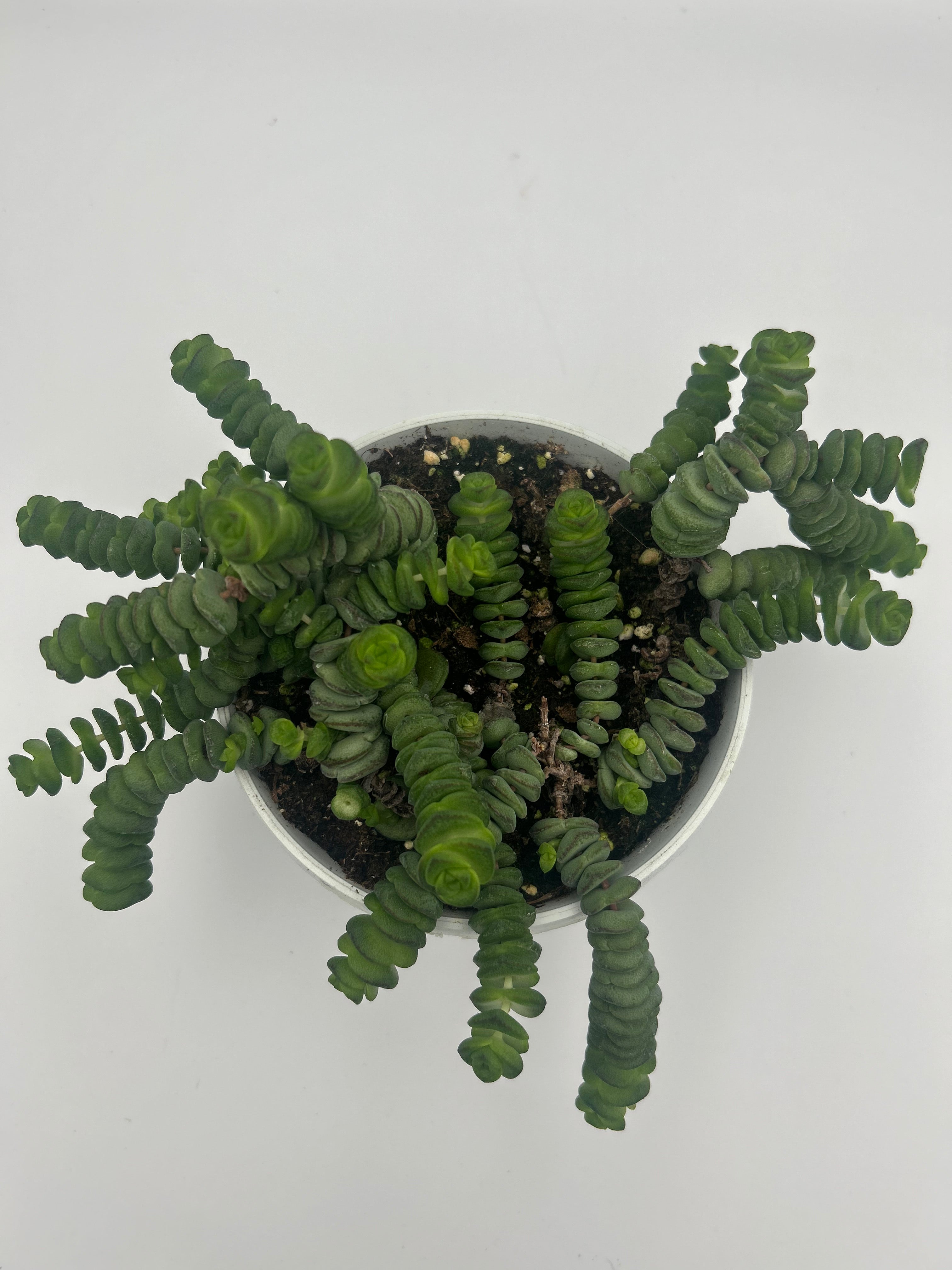 Crassula Hottentot