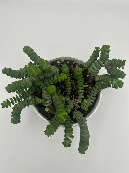 Crassula Hottentot