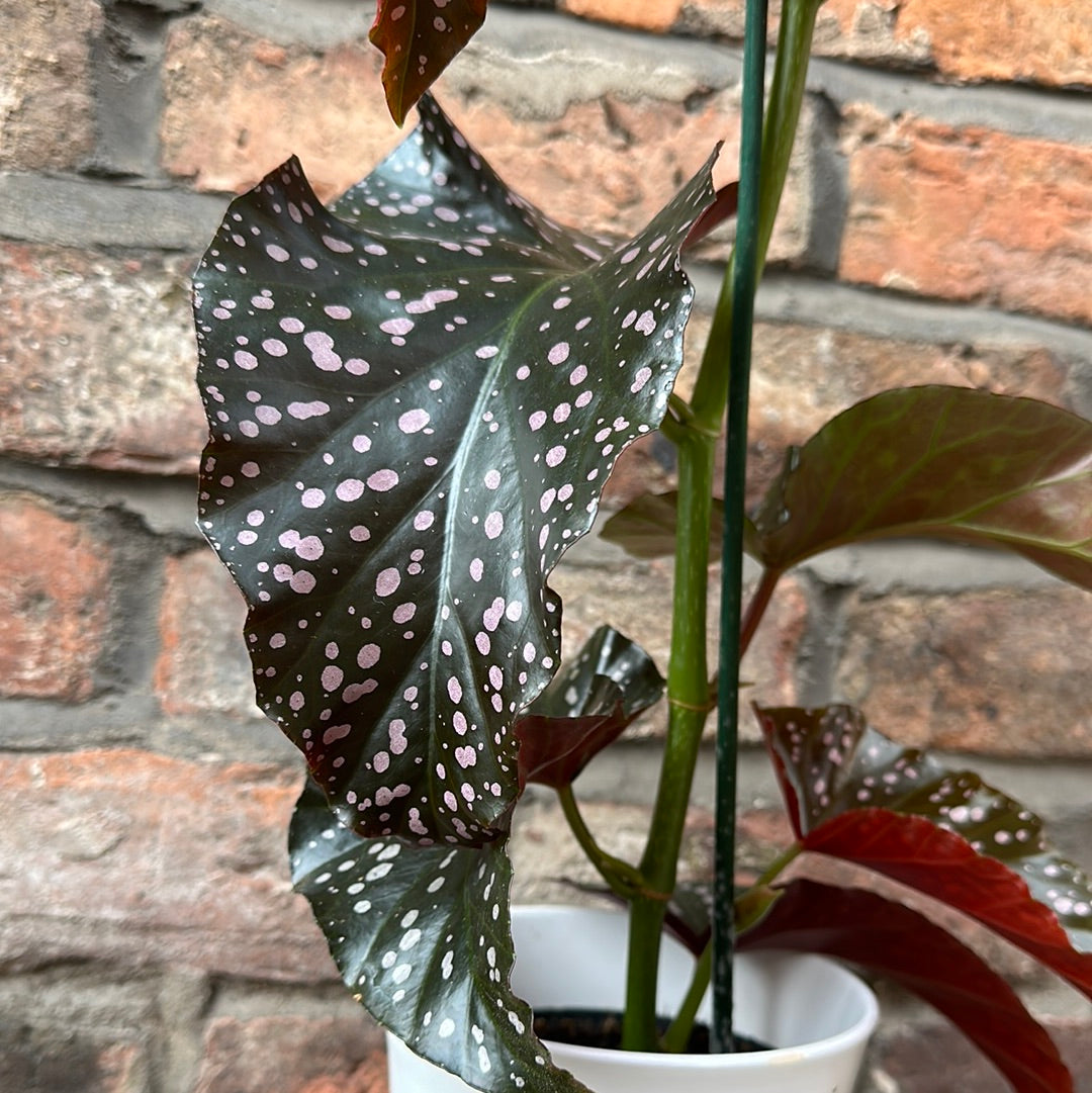 Begonia Cracklin Rosie