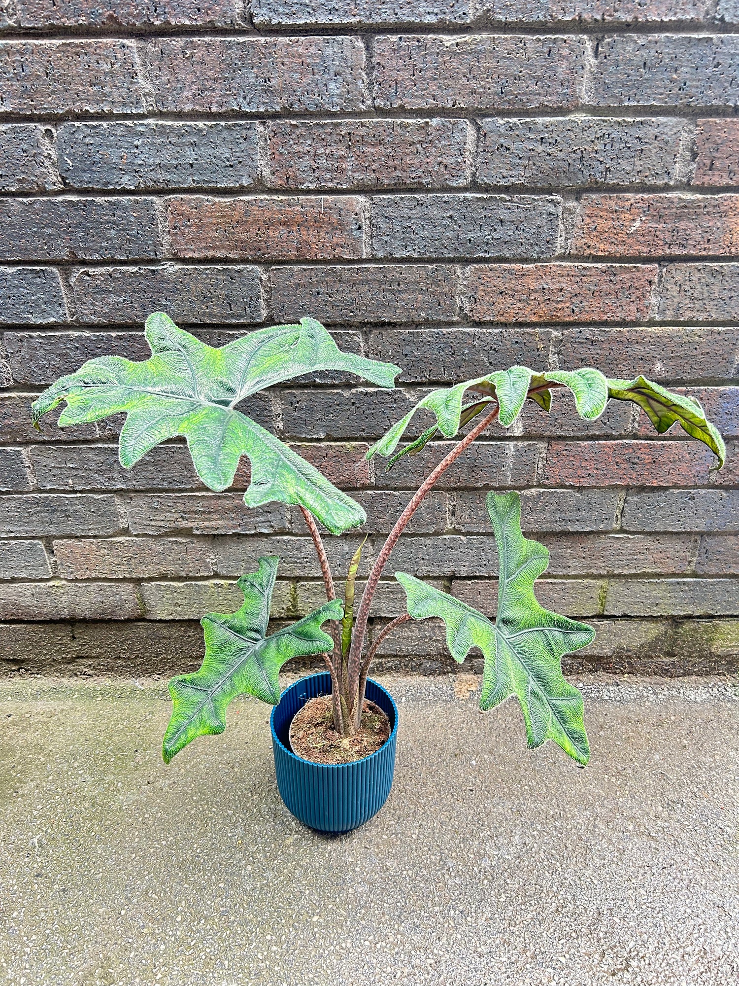 Alocasia Jacklyn