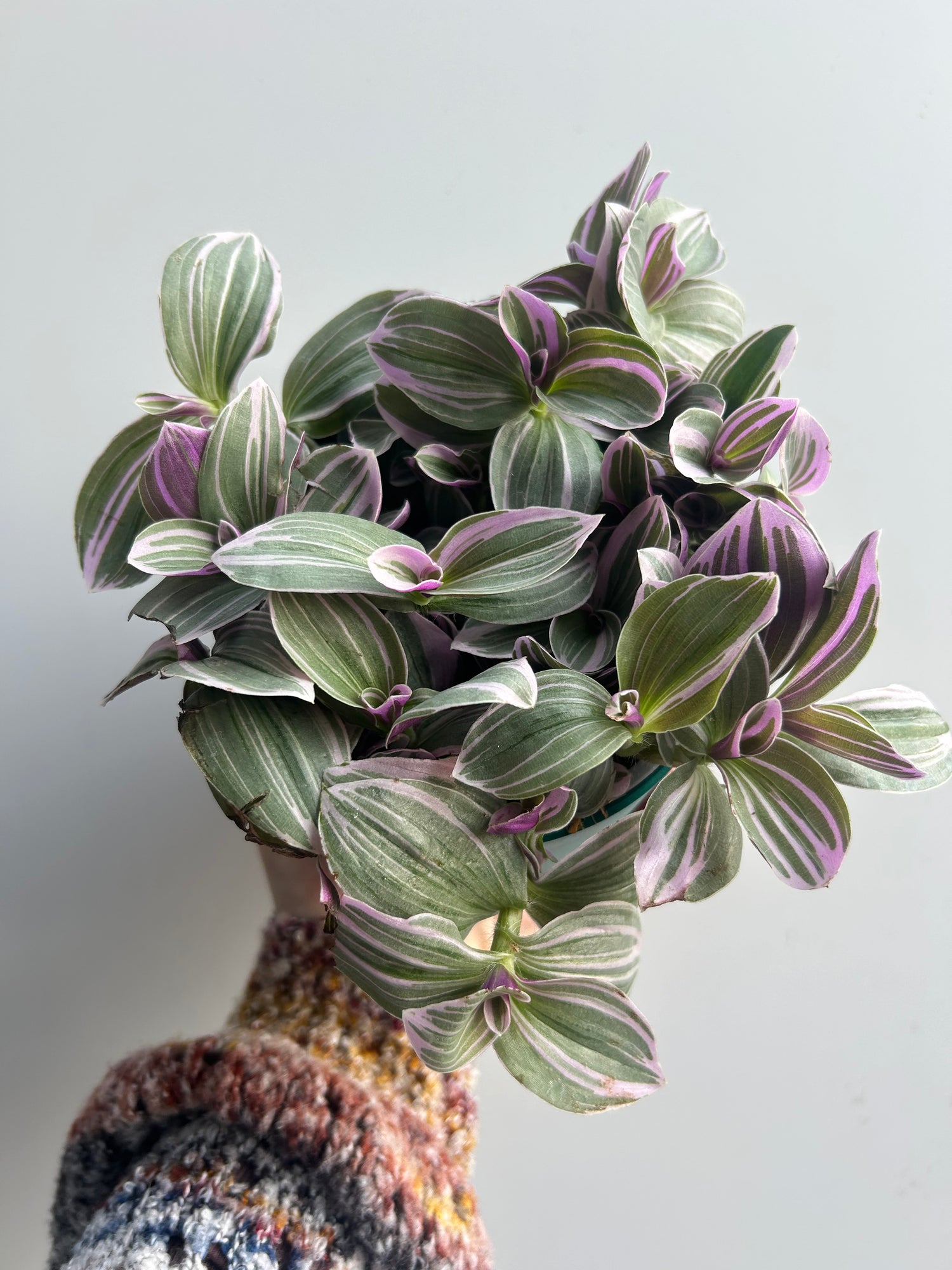 Tradescantia Sweetness