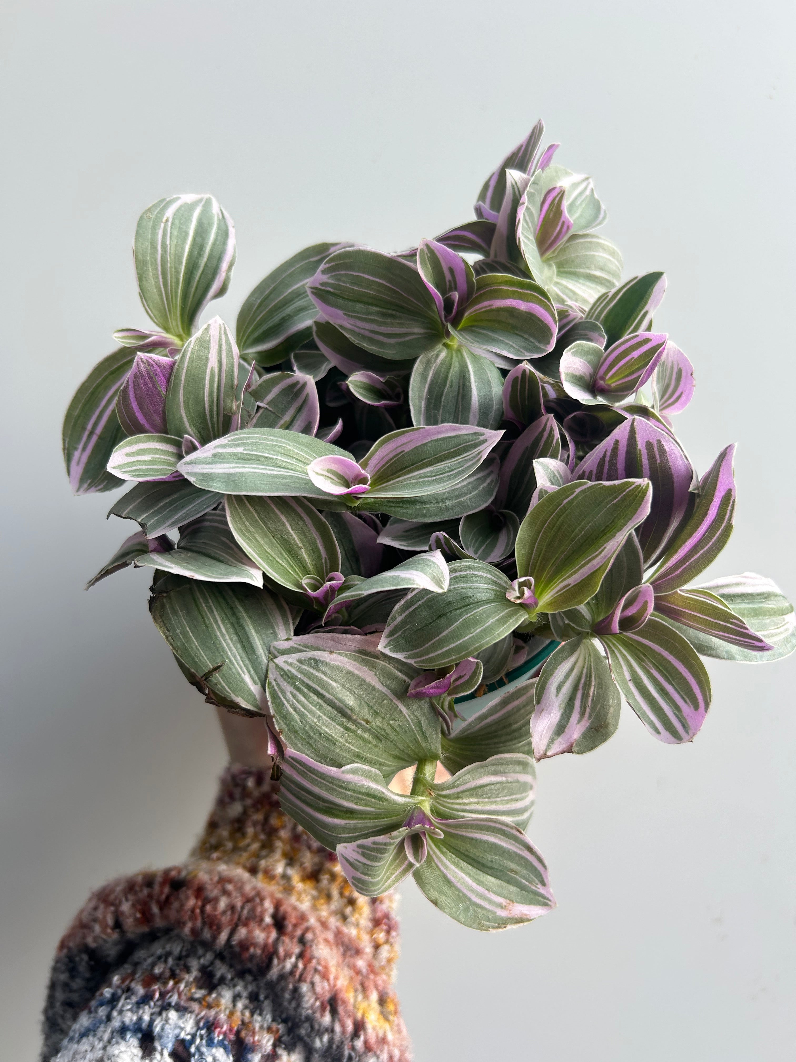 Tradescantia Sweetness