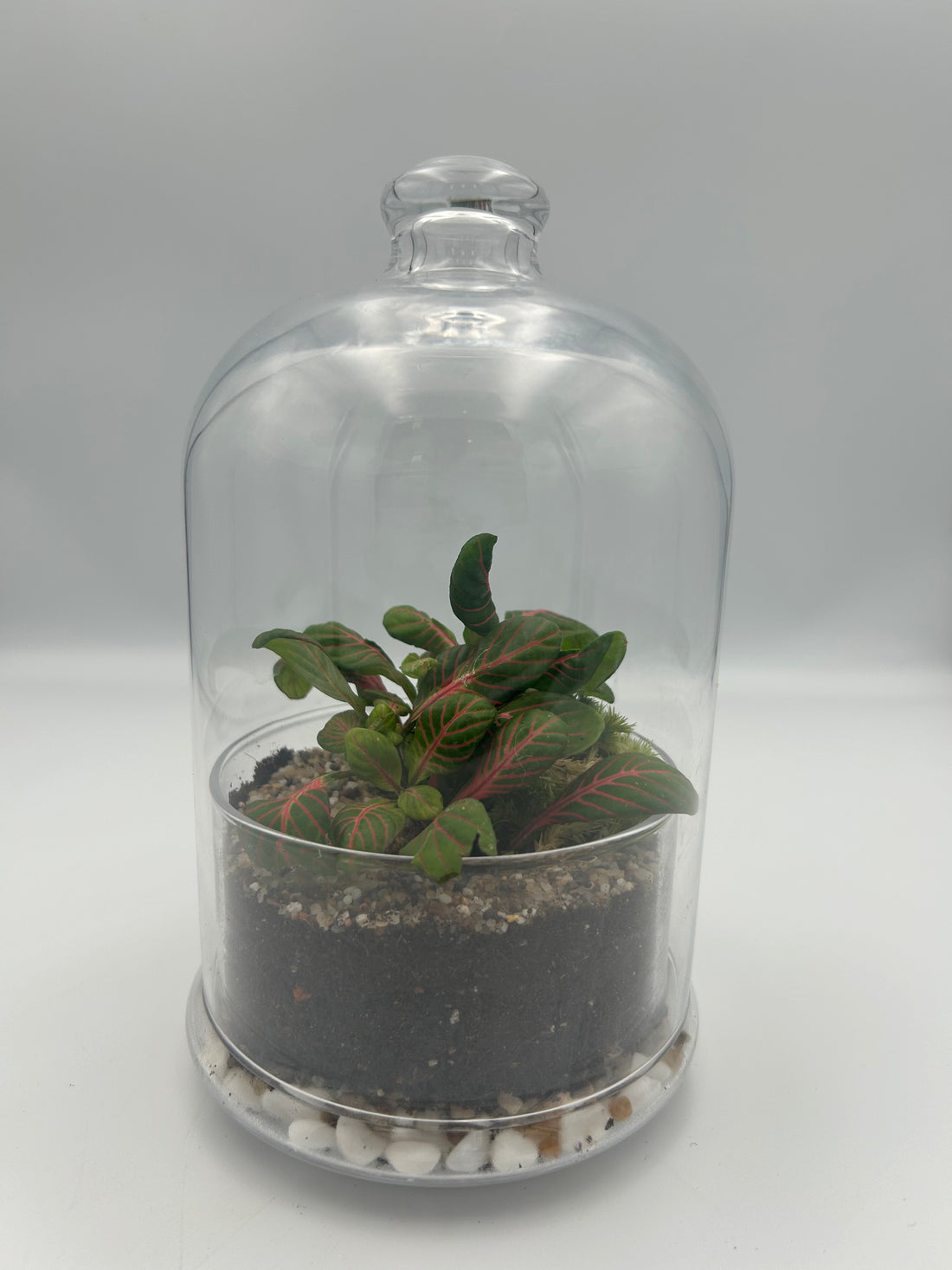 Fittonia Dome Terrarium (Large)