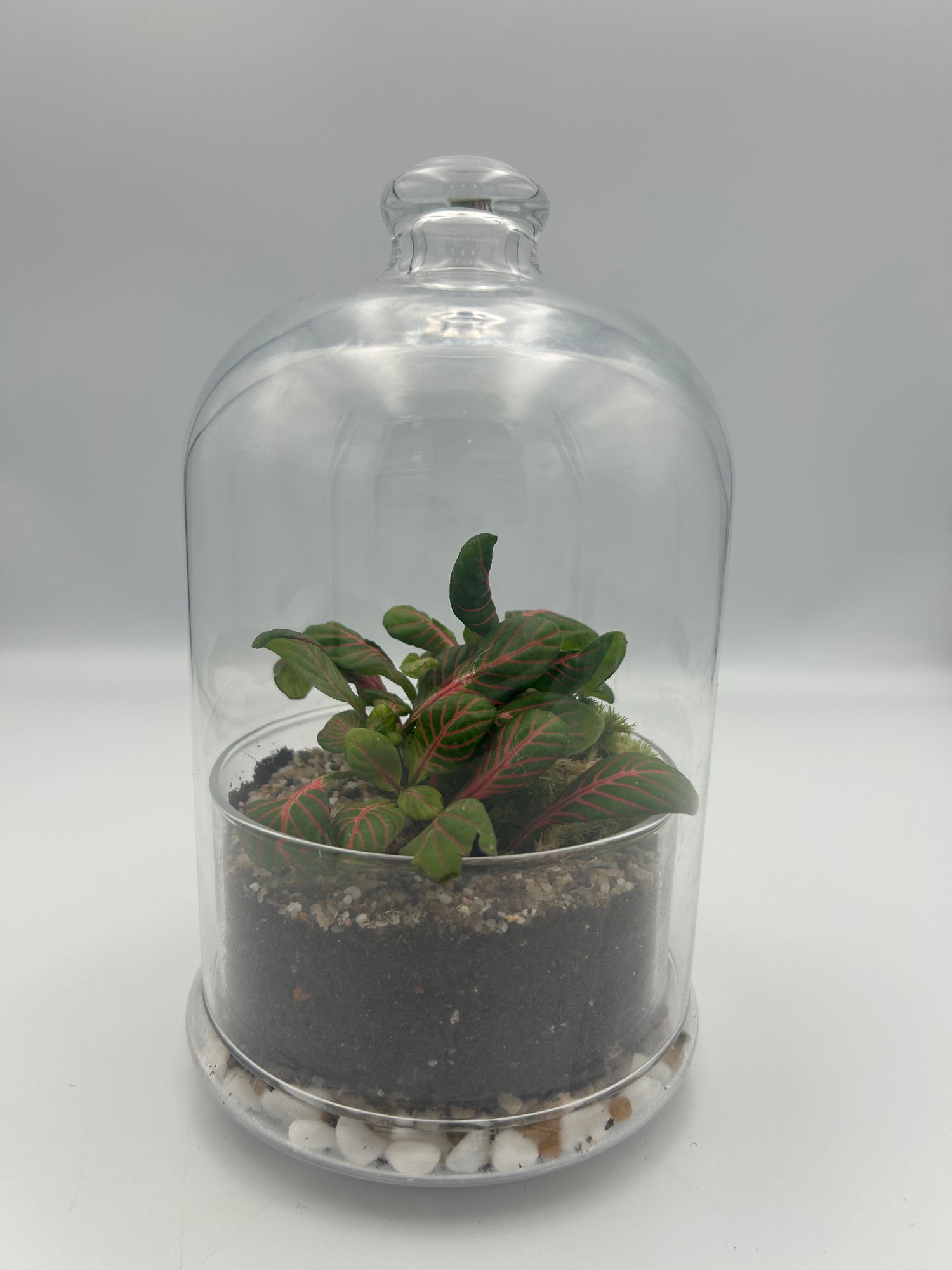 Fittonia Dome Terrarium (Large)