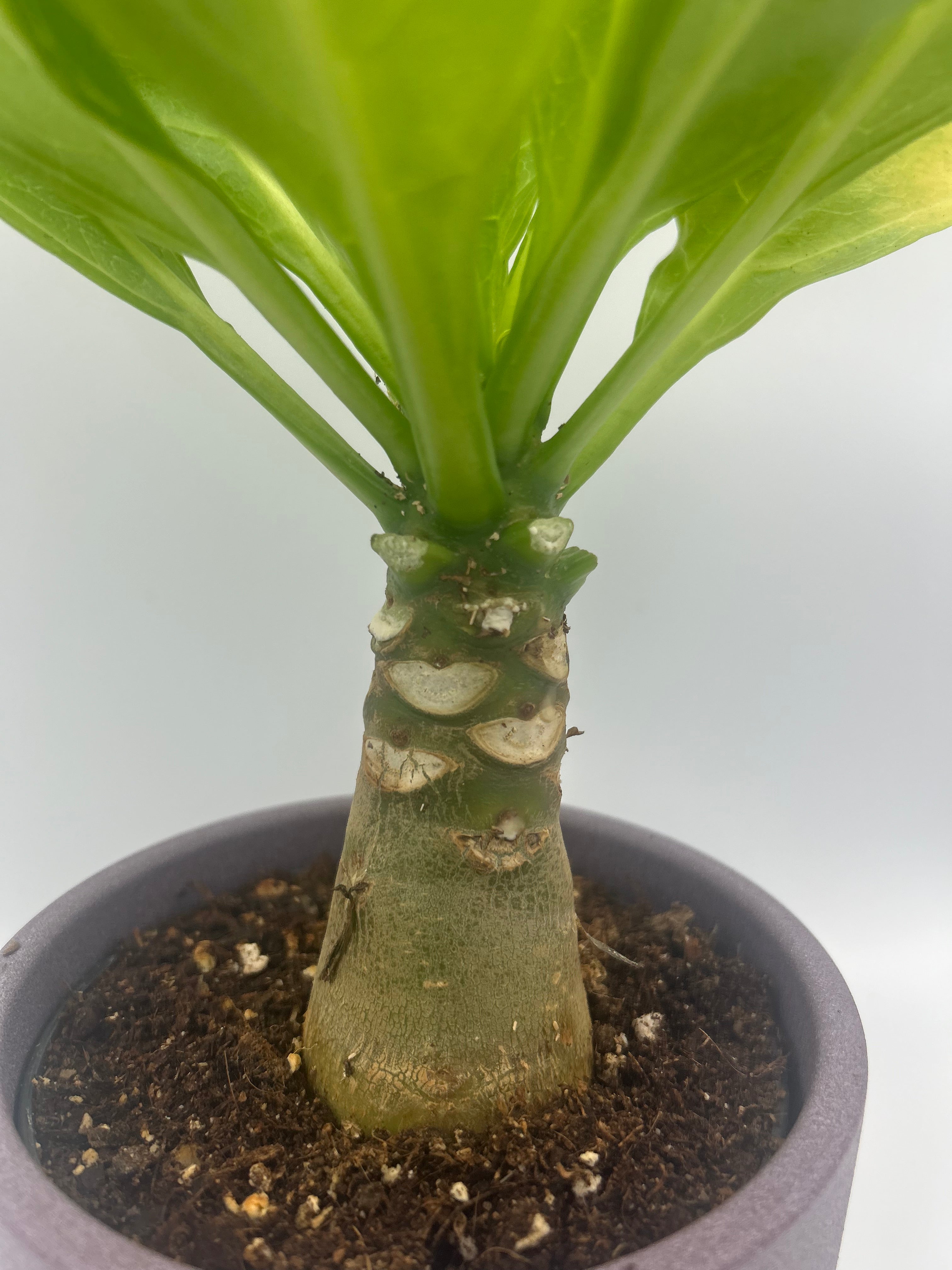 Brighamia Insignis Hawaiian Palm