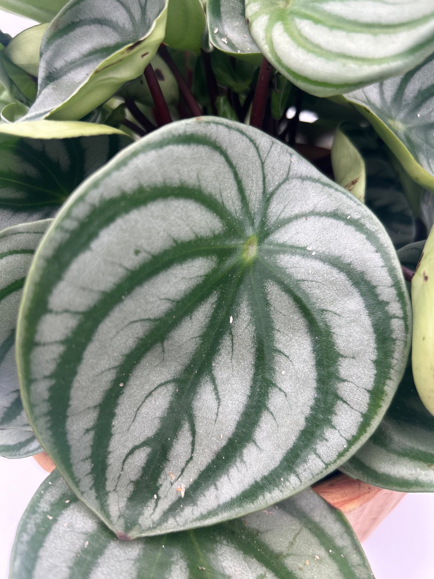 Peperomia argyreia