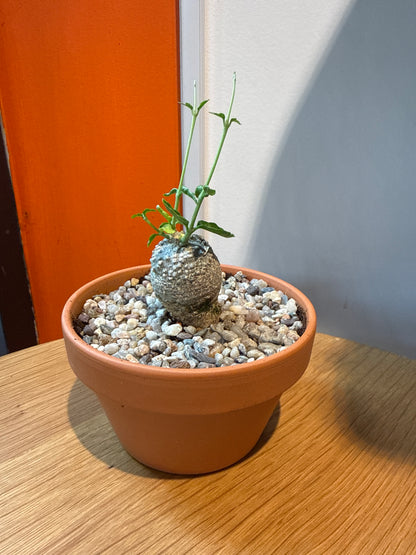 Fockea Edulis