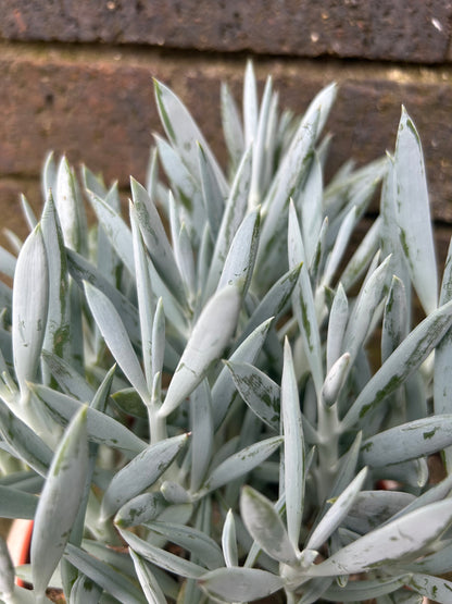 Curio Senecio Mount Everest