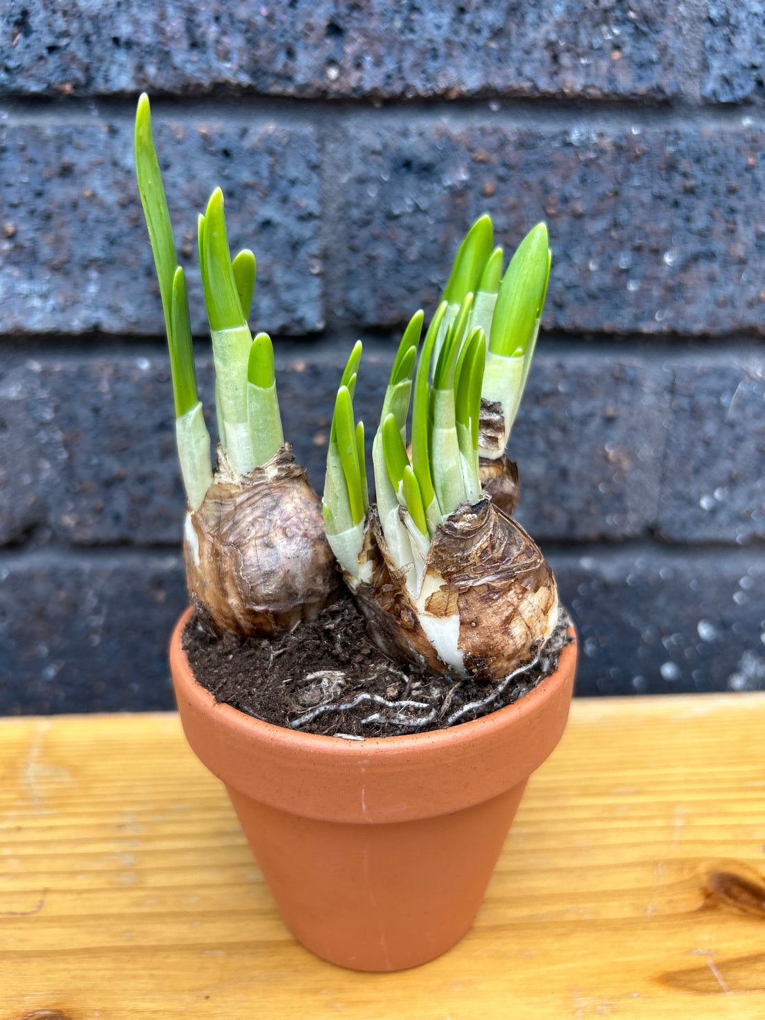 Narcissus Tete A Tete in Terracotta Pot