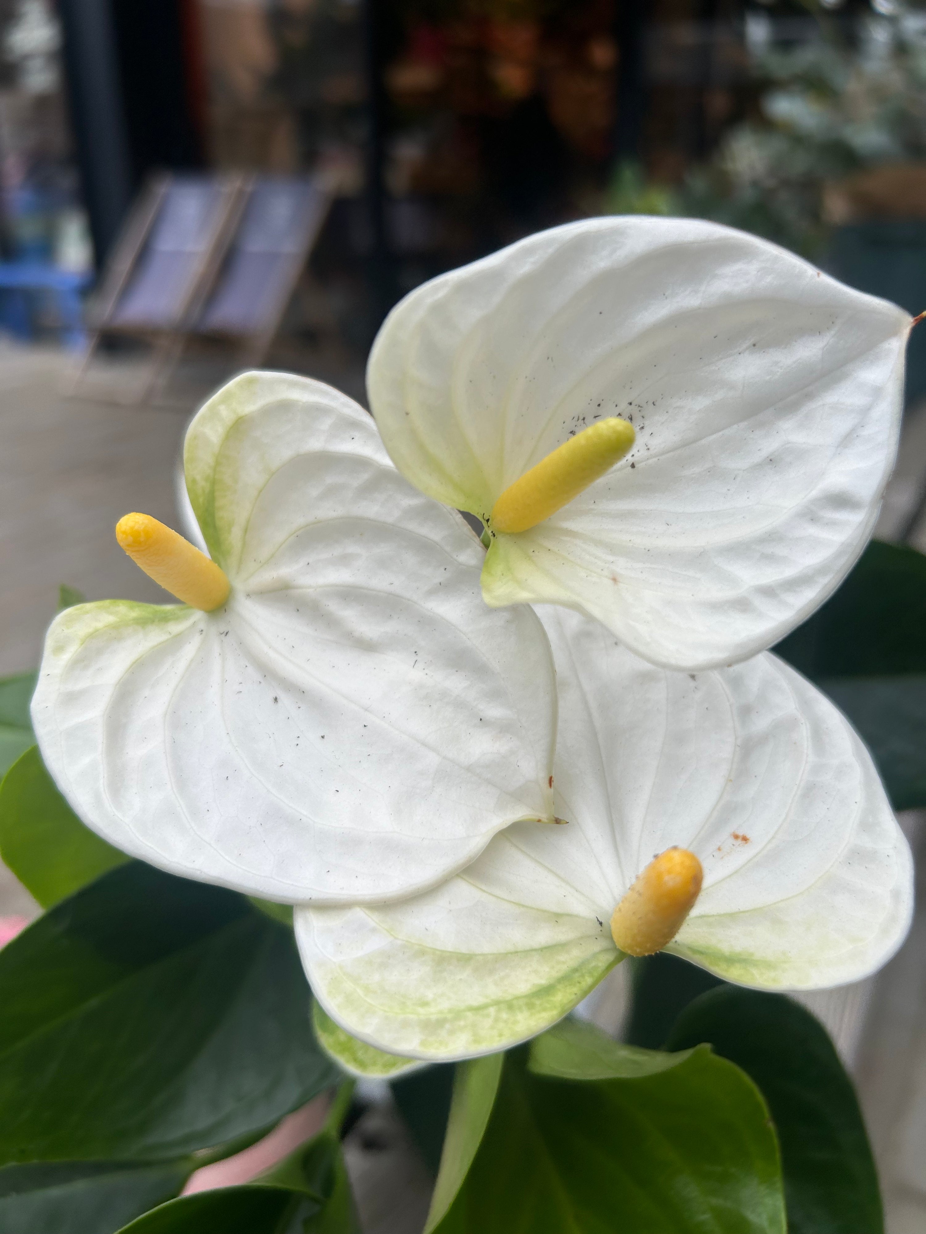 Anthurium White in White pot