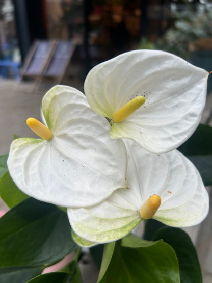 Anthurium White in White pot