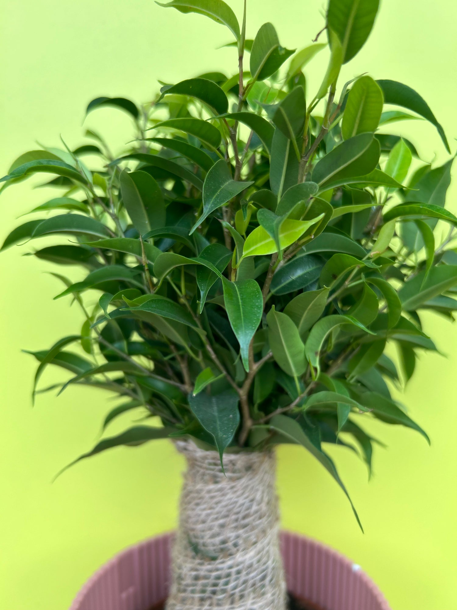 Ficus Benjamina ‘Natasja’