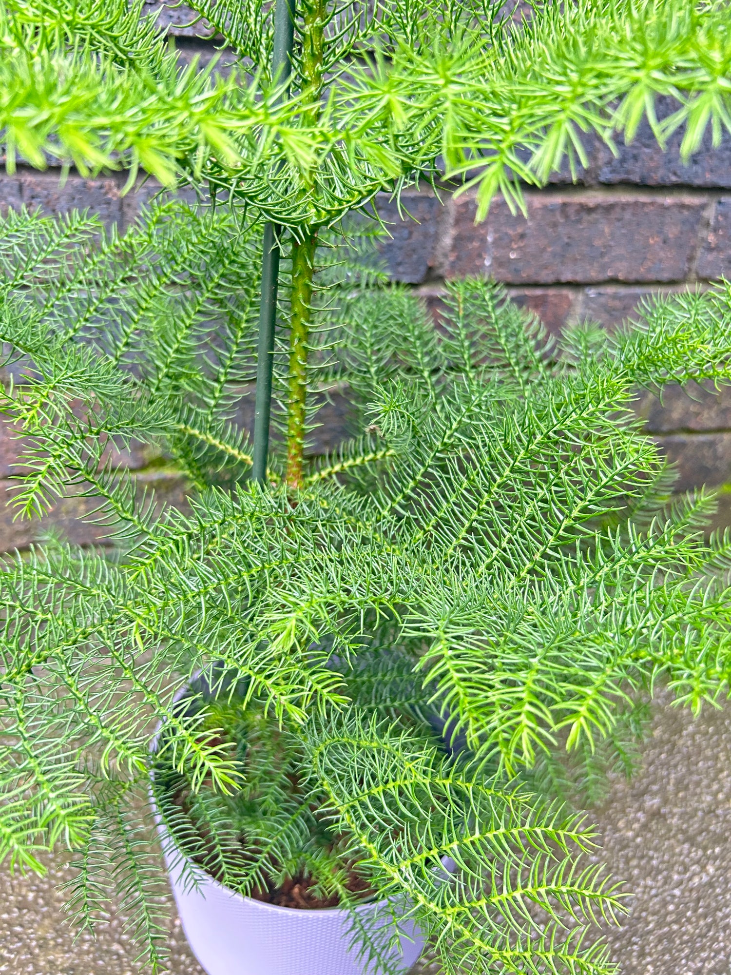 Araucaria heterophylla - Norfolk Pine