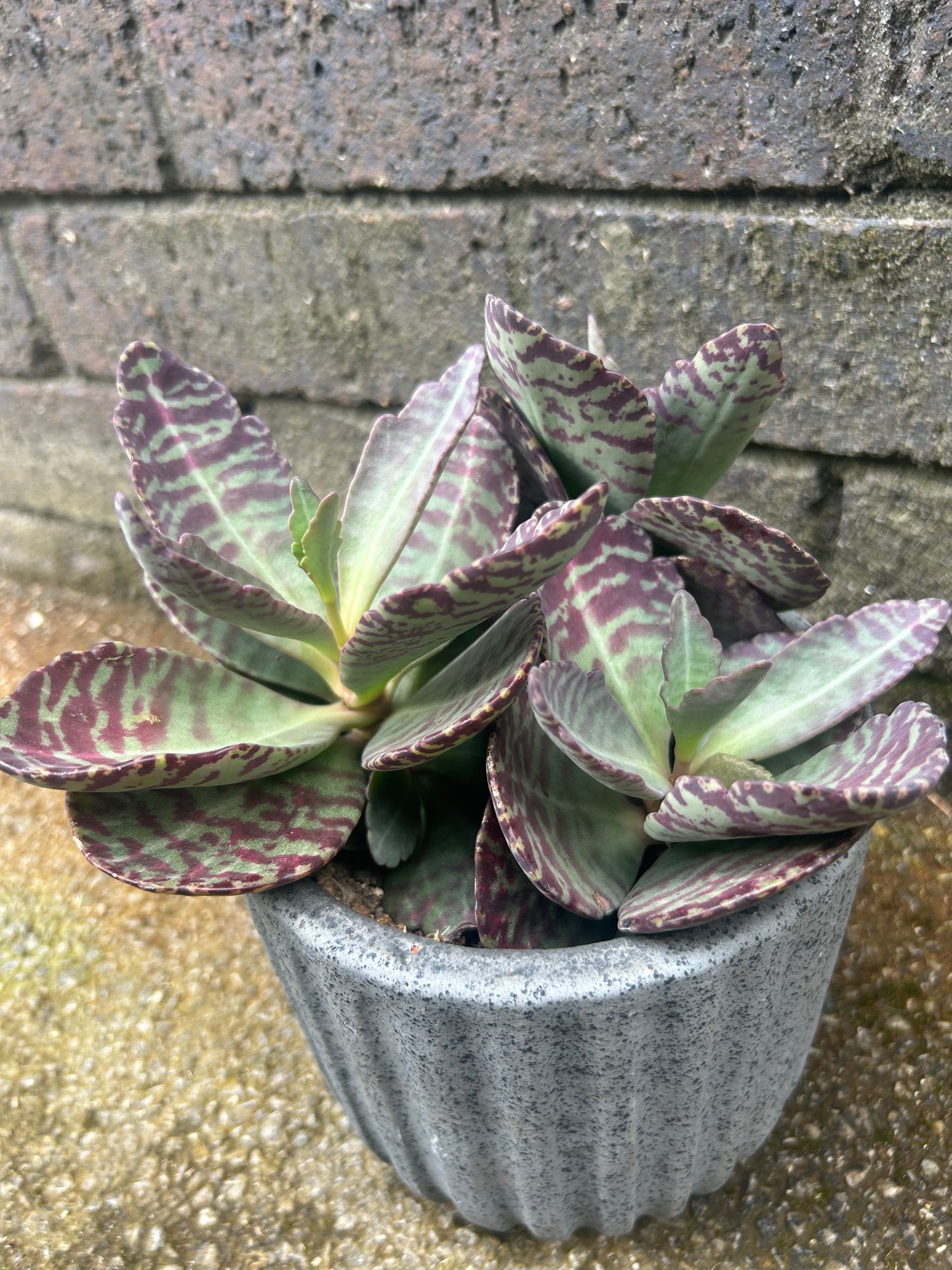 Kalanchoe Wild Flowers Desert Surprise