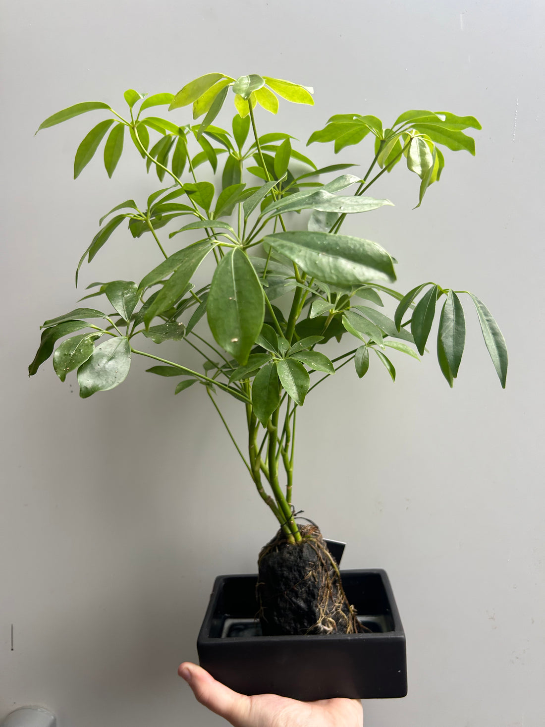Schefflera on Lava Rock