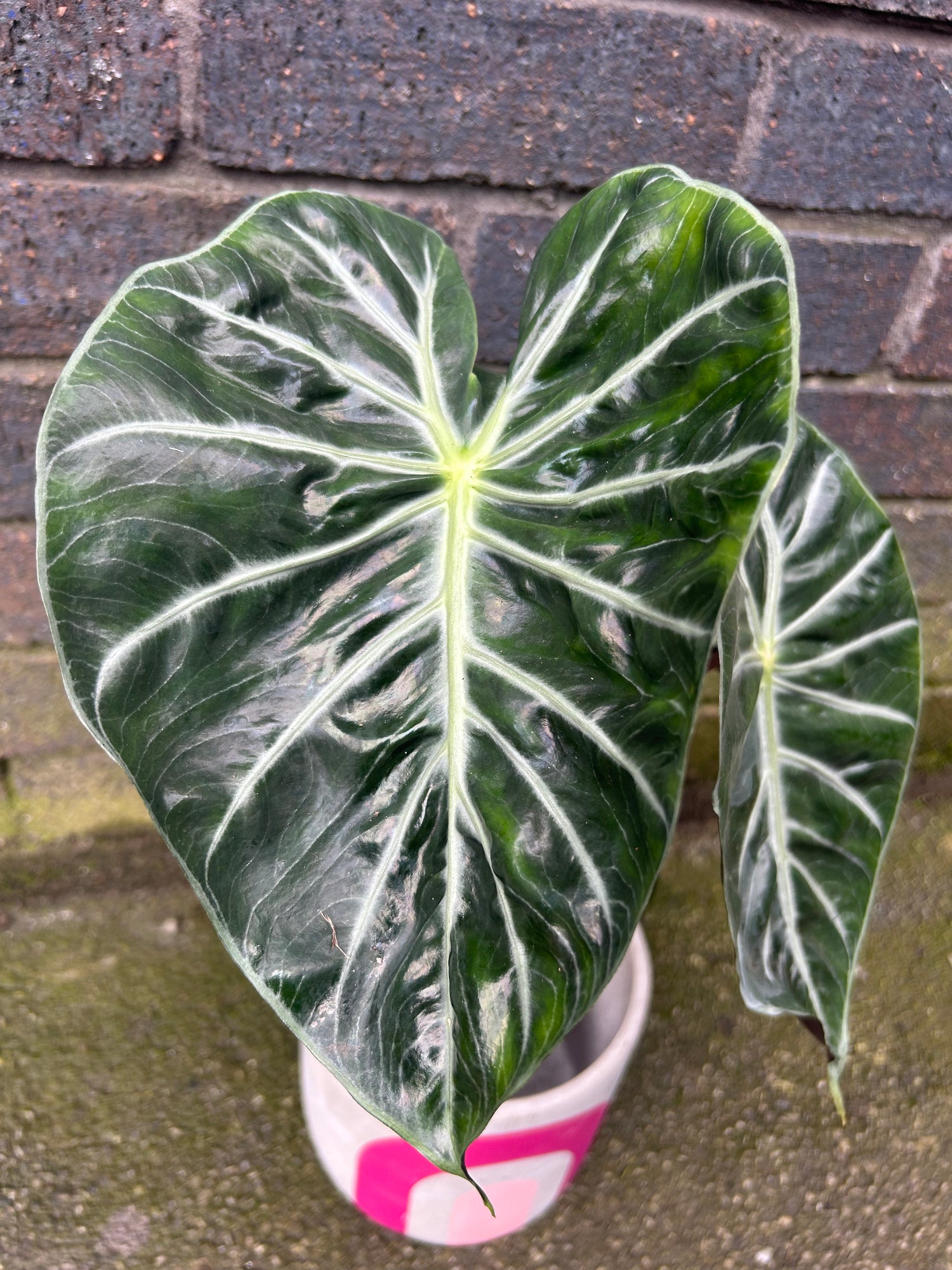 Alocasia Green Dragon