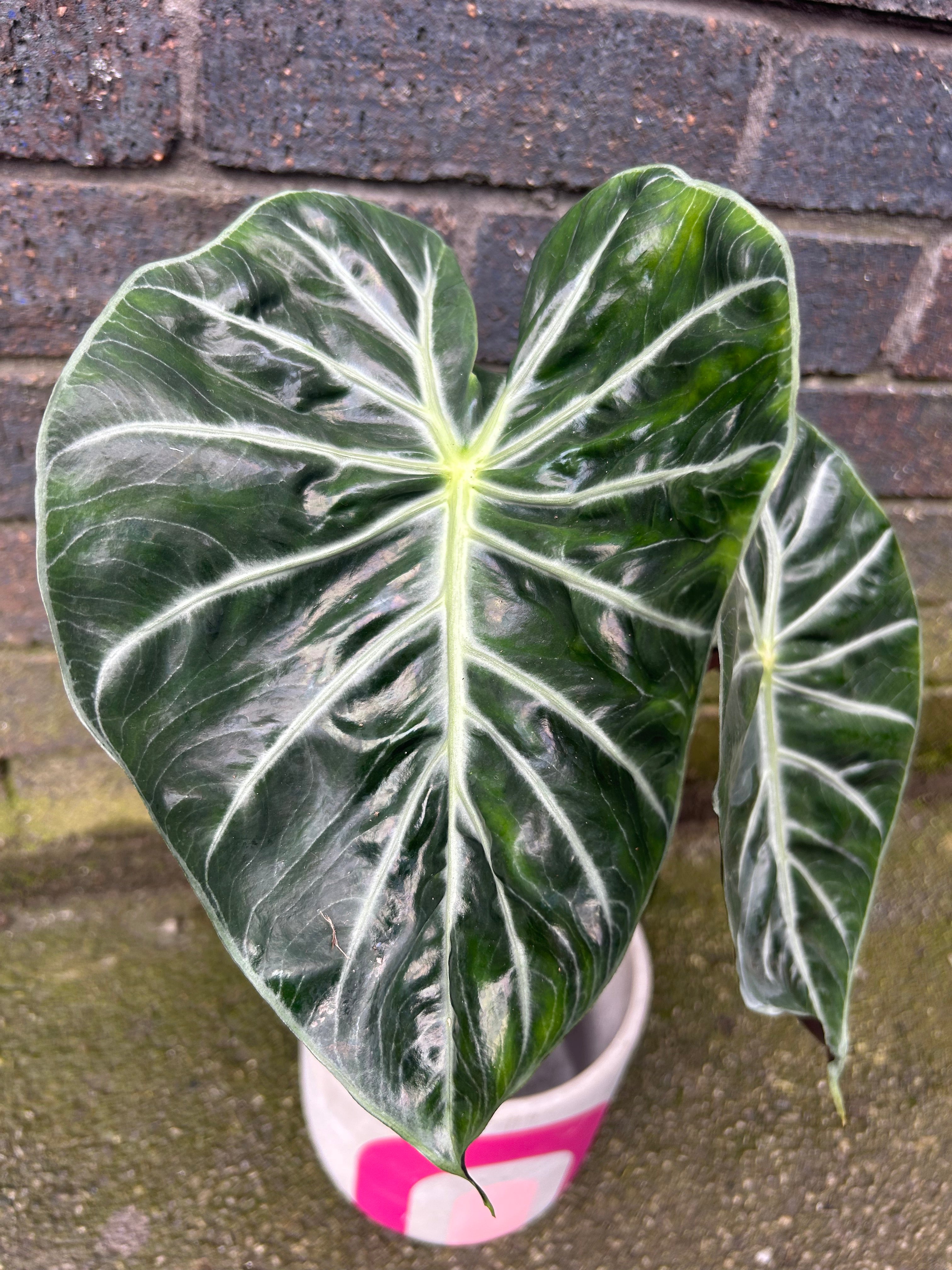 Alocasia Green Dragon