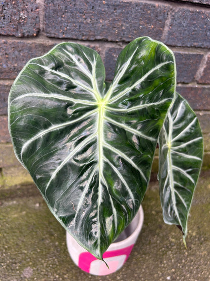 Alocasia Green Dragon