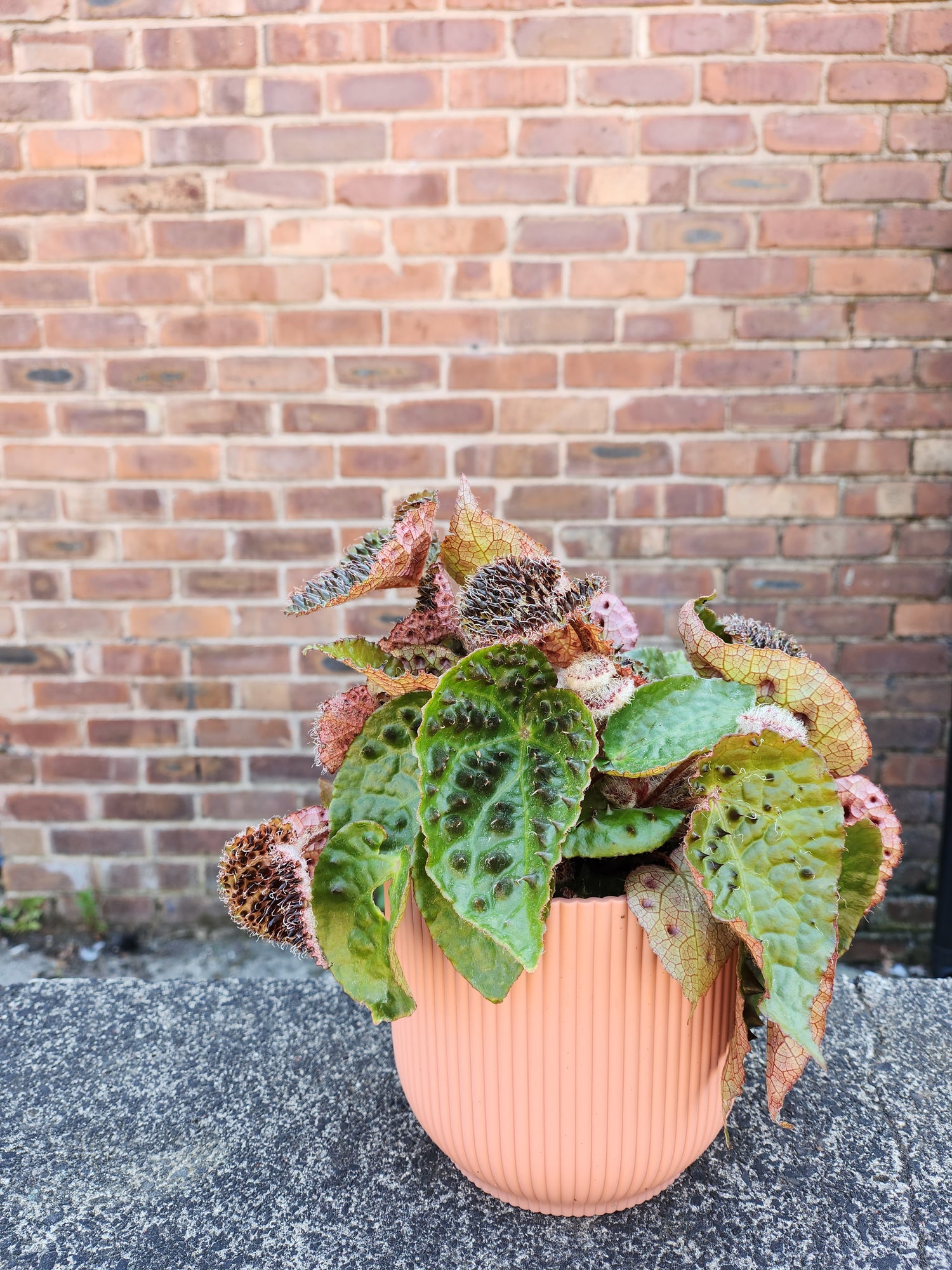 Begonia Ferox