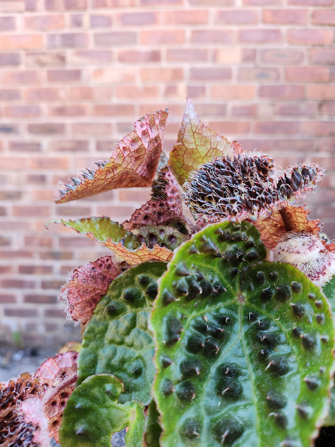 Begonia Ferox