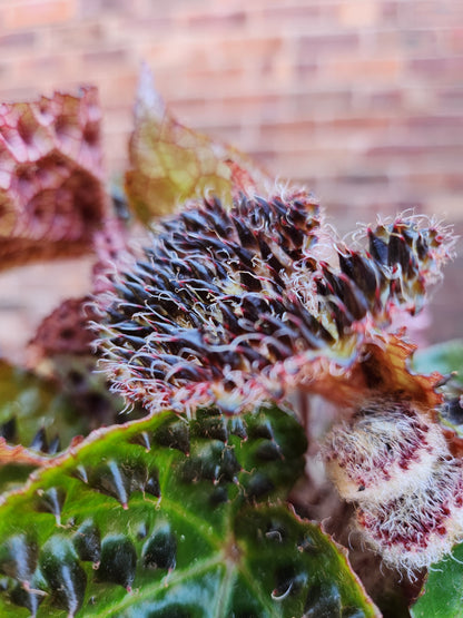 Begonia Ferox