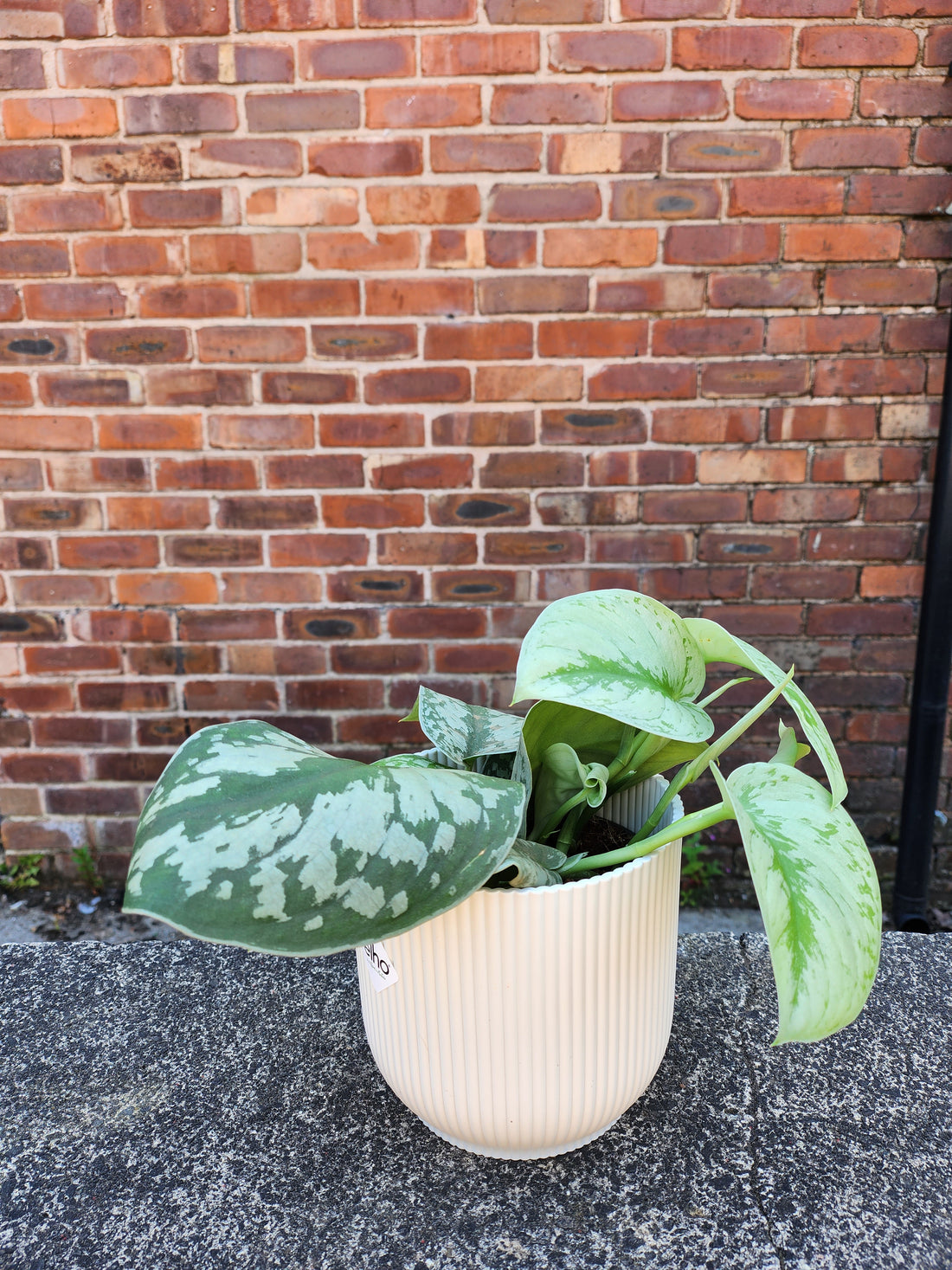 Scindapsus Pictus Trebie