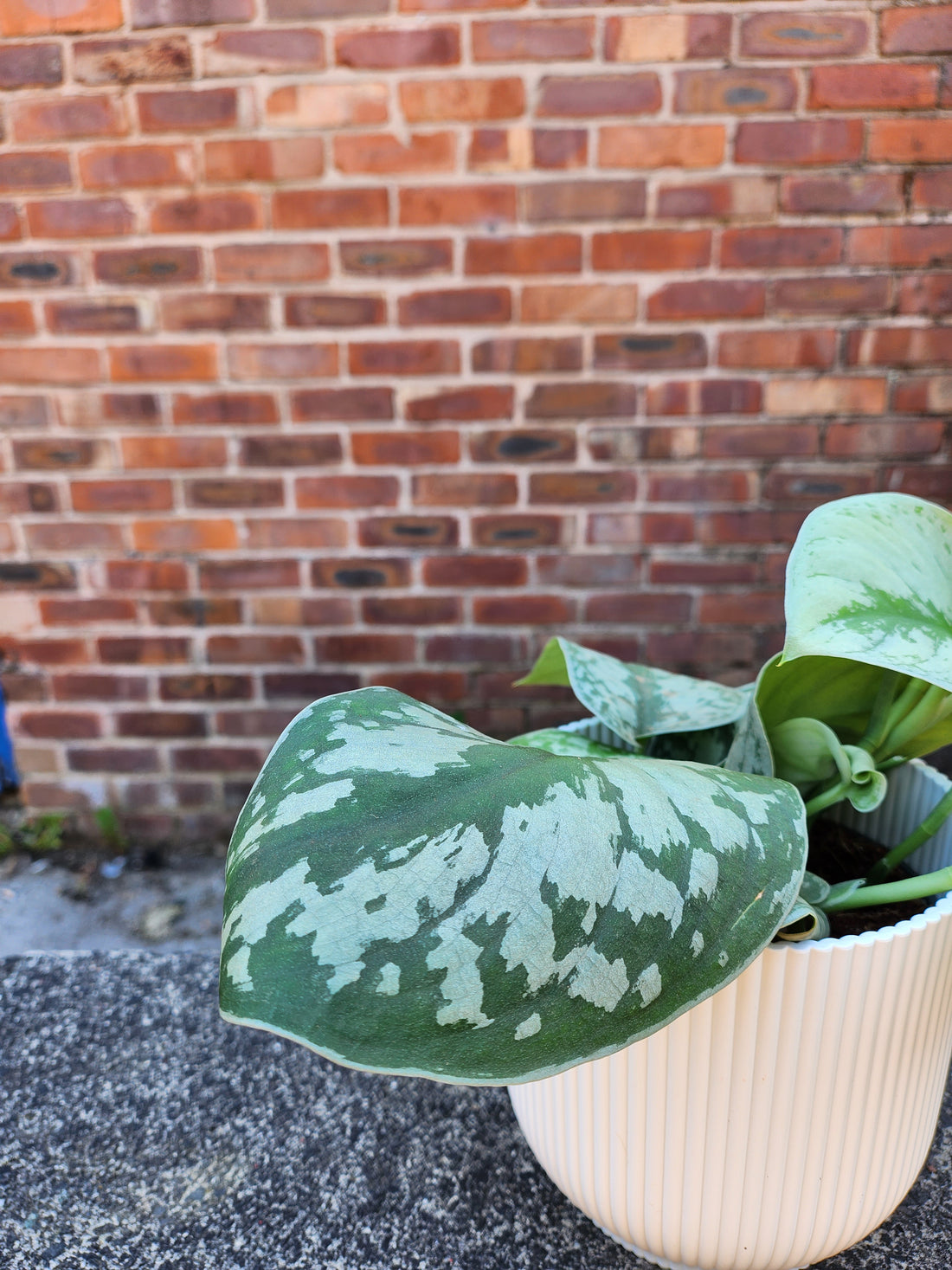 Scindapsus Pictus Trebie